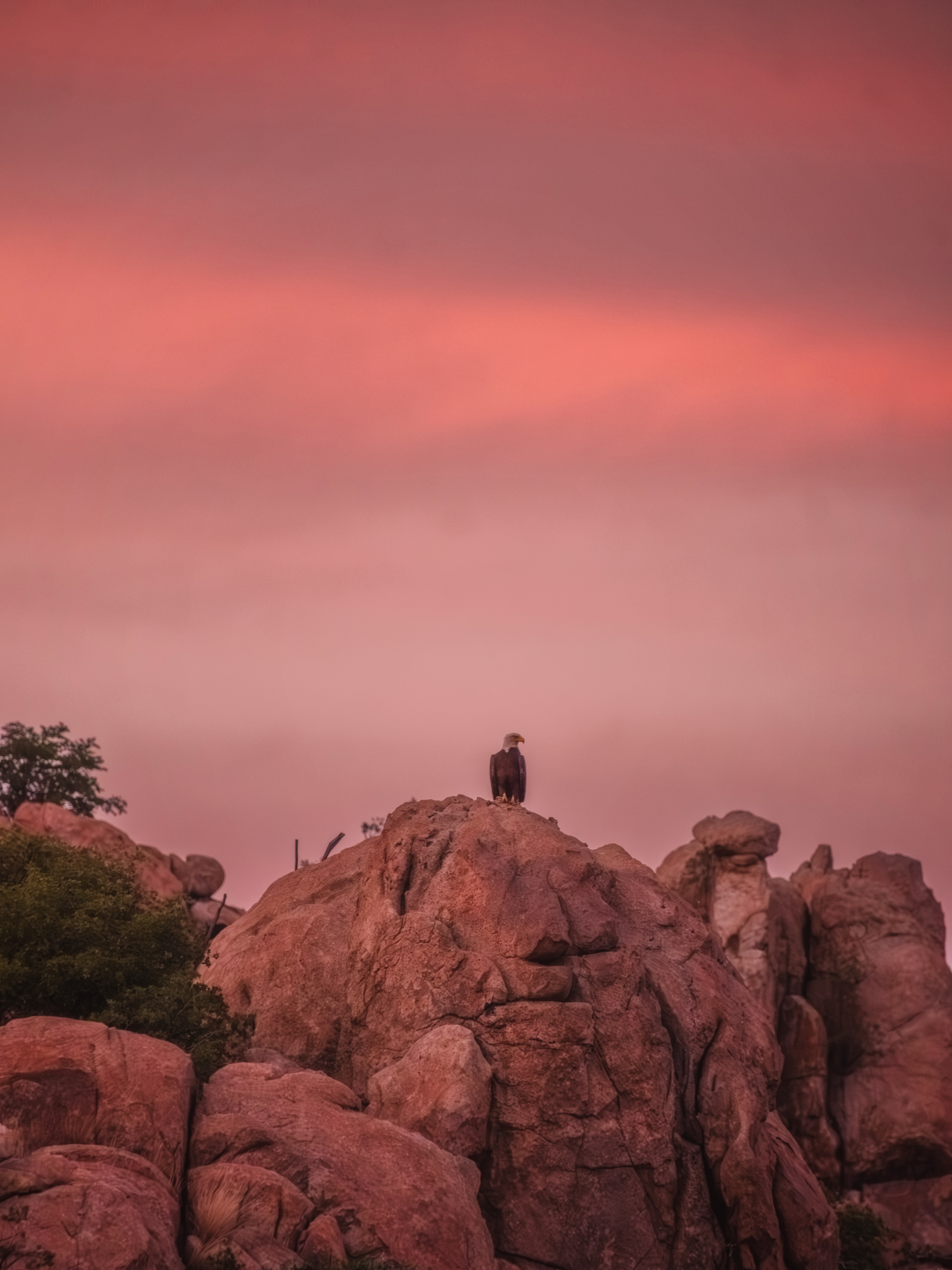After shooting some graduations for Yavapai College @caseyblock and I ventured to Watson Lake for sunset. I told him before we went that the only time Iโd been there (in 2019) I saw a sign that said important birds were there and that I was laughing about the sign when I saw a bald eagle and suddenly understood why they had that sign. Cuuuuz arenโt they the most important birds of all? lol Sure enough when we went we saw this bald eagle within minutes of arriving. ๐ญ The sunset showed off as well. ๐๐ฅ
Canโt tell you how much I love this lake. Itโs so unique. Feels like another planet. ๐
Things have been pretty rough in my world since I fell on my knee end of April, but Iโm hanging in there and trying to be positive. Thereโs monsoon storms coming I need to be chasing around like a giddy lady, so it better improve quick! โ๏ธ ๐โโ๏ธ