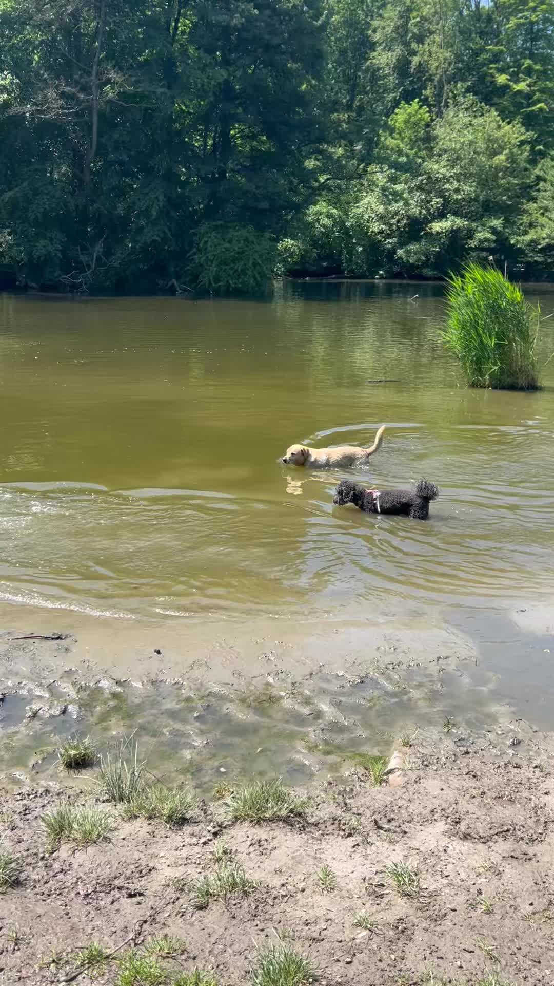 Het is weer lekker warm, dat betekent een zwemfeestje! 🥳☀️🥰
🐾 Voss, Link, Dirk, Mickey, Harvey, Tommy, Hunter en Roxy