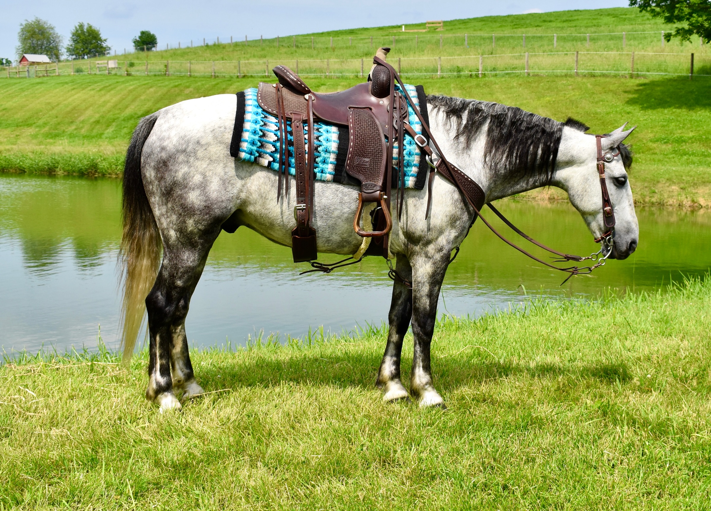 ⨠Meet Indigo â¨
A gorgeous 7-year-old grey draft cross gelding standing 14.3 hands with the looks of a horse twice his size and the versatility everyone wants.
Indigo is exceptionally well broke Western, English, and to drive. Soft in a snaffle, responsive off your leg, comfortable in a shank bit, and willing to adapt to whatever job you ask of him.
He confidently tackles trails, water crossings, logs, brush, traffic, bicycles, and barking dogs. In harness, heâs a finished driving horse that is honest, dependable, and traffic safe.
And when the work is done? Heâll show off his tricks by laying down on command and sitting on a bean bag.
⨠Rideâ¨â¨ Driveâ¨â¨ Trailâ¨â¨ Tricksâ¨â¨ Safe & Honest
The kind of horse thatâs getting harder and harder to find.
đ Fresno, Ohioâ¨đ Nationwide shipping available
#twilightfarms #rideanddrive #horseforsale #draftcross #familyhorse