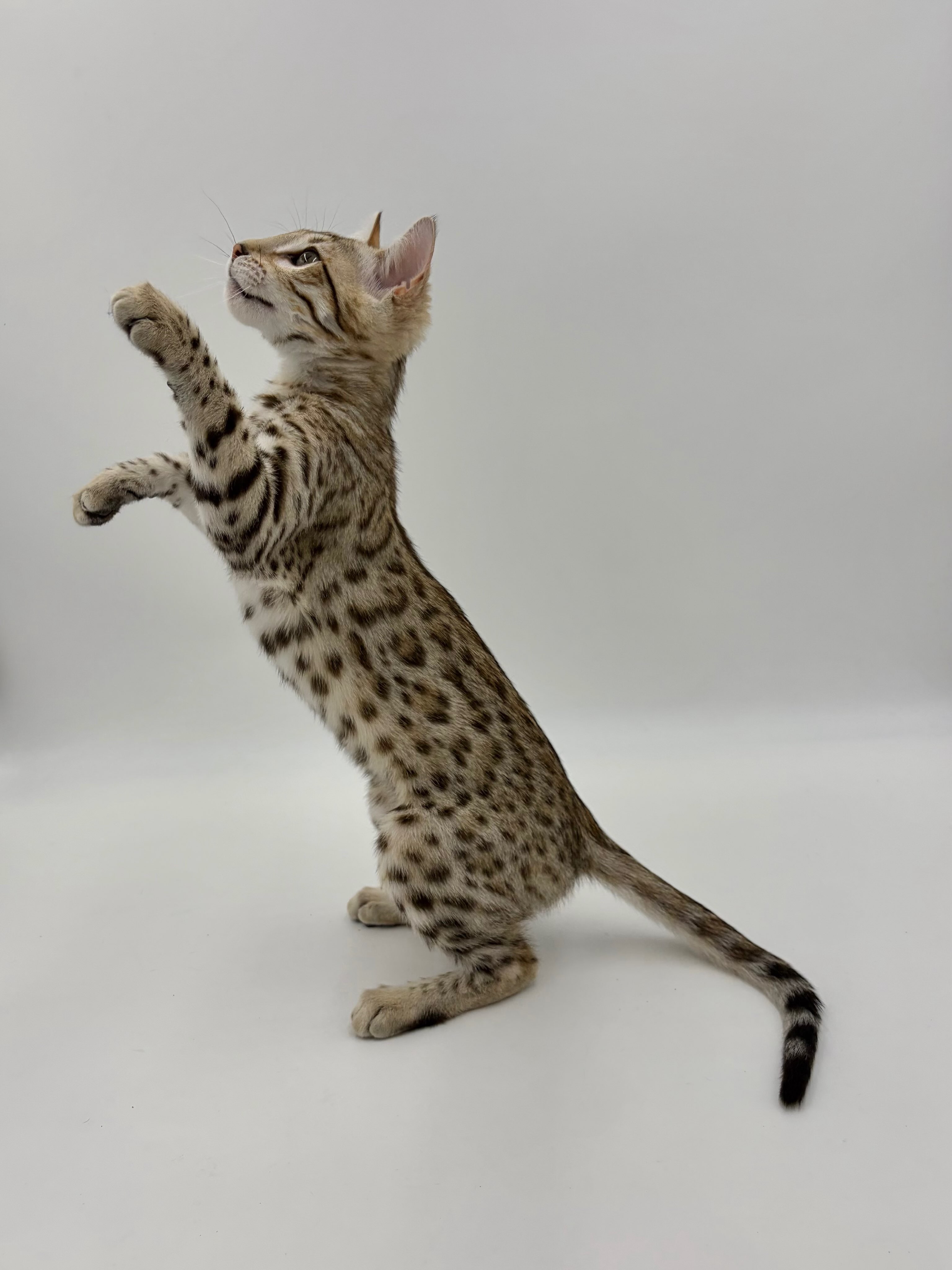 Introducing Eyeofthetiger Phoenix (Nyx) of BigHeartBengals 💕
•
•
•
#bengal #bengalcat #bengalkitten #bengalbreeder #tica