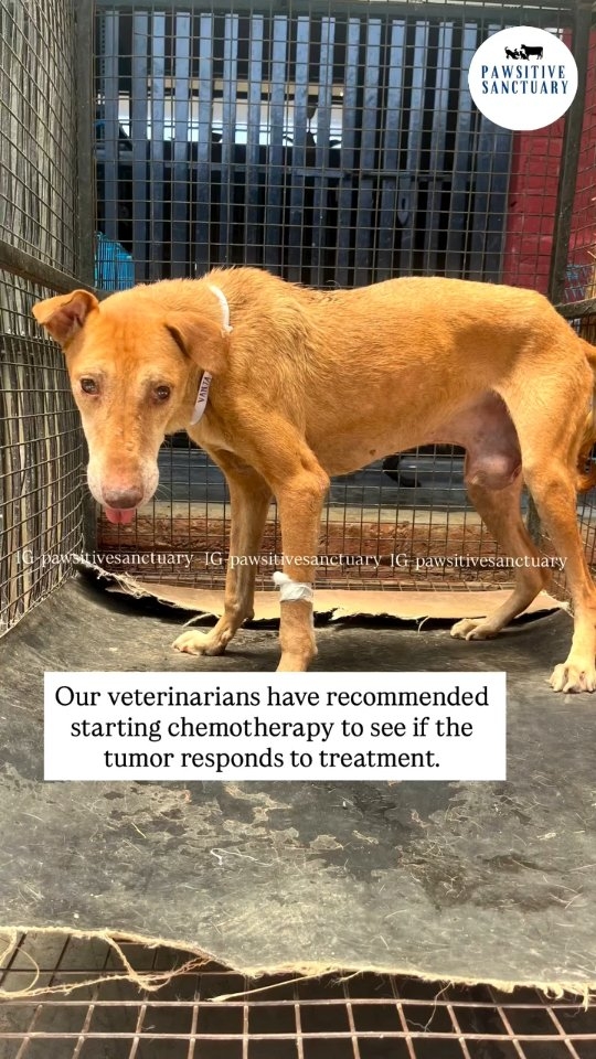 Meet Banta🐾
This case was brought to our attention by one of our kind supporter @vikrant_0518 .The moment we saw the video, our hearts sank. A helpless street dog was suffering from a large penile tumor,and it was clear that he urgently needed medical attention.
Life on the streets is already incredibly difficult, especially during the intense summer heat. We knew that if this boy was going to have a chance at recovery, he would need to be brought to safety and receive proper treatment at our shelter.
The very next day, our rescue team set out to find him. Thankfully, the supporter @vikrant_0518 reported him worked alongside our team to help locate him. After a long search, we finally found him and safely brought him to our shelter.
Upon examination, our veterinary team confirmed that Banta has a very large penile tumor. Our veterinarians have recommended starting chemotherapy to see if the tumor responds to treatment. If the chemotherapy is successful, it may significantly reduce the tumor and improve his condition. However, if there is not enough improvement, Banta will need surgery to have the tumor removed.
We have already completed his blood tests, which revealed that he is also battling an infection.
We are praying that Banta responds well to treatment, overcomes his infection, and soon gets the opportunity to live a healthy, pain-free life. Banta deserves the chance to experience love, comfort, and care.
If you would like to support Banta’s journey, you can sponsor his chemotherapy sessions, contribute toward his medical expenses, send food, or help in any way possible. Every donation, every share, and every prayer makes a difference.
Together, we can give Banta the second chance he deserves.
Please keep Banta in your thoughts and prayers as he begins his fight toward recovery.❤️🐾
💙 PayPal: @pawsitivesanctuary
💙 American and Global Donors: pawsitivesanctuary.networkforgood.com
💙 Canadian Donors: pawsitivesanctuary.com/donate
💙 E-transfer: infopawsitivesanctuary@gmail.com
#HelpBanta #RescueDog #SecondChance #AnimalRescue #DonateToSaveLives
