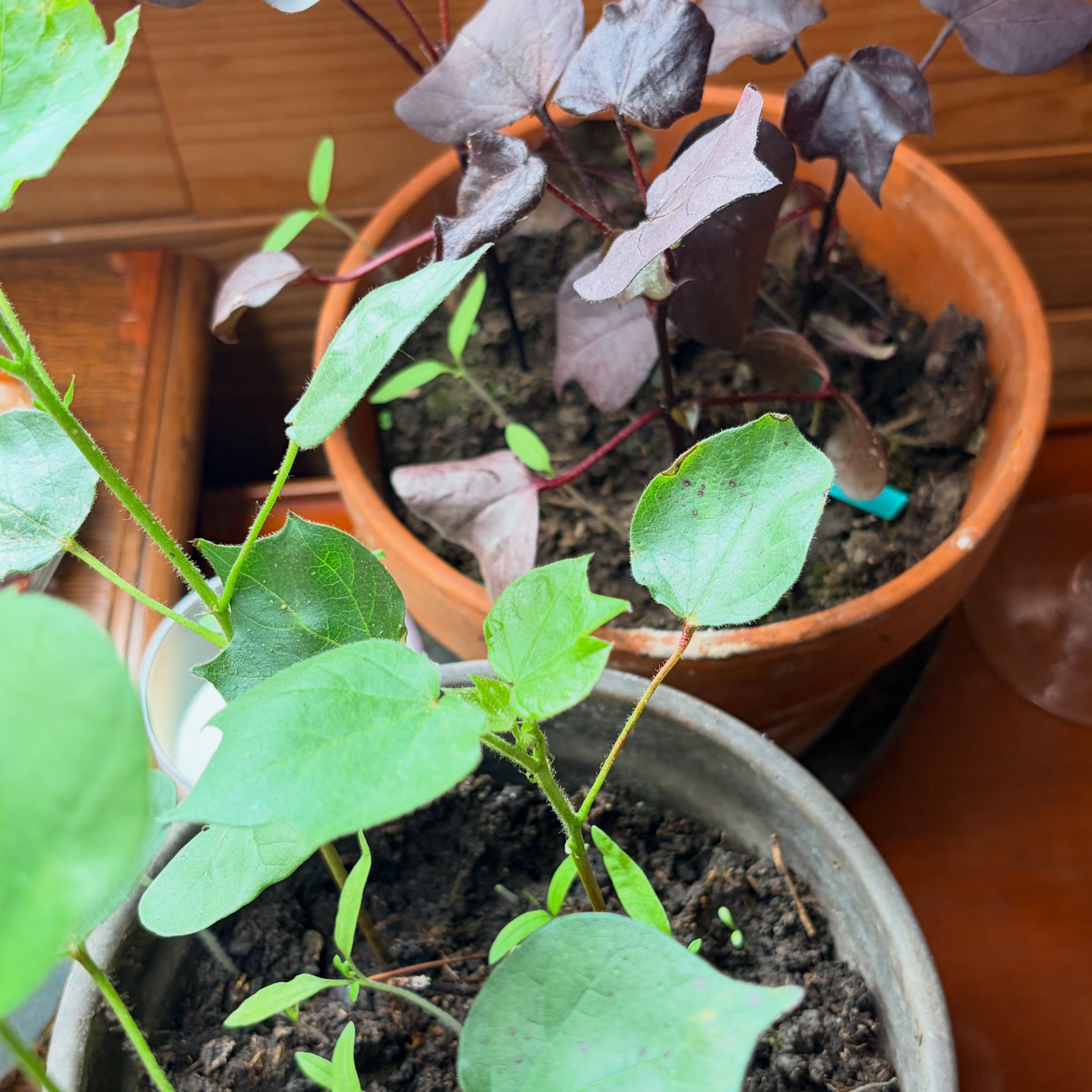 Je suis trop contente de vous annoncer l’arrivée de 6 n Gossypium !
Parmi eux, 3 magnifiques Gossypium Black Beauty (la variété à feuilles sombres).
Je suis impatiente de les voir s’épanouir, fleurir et produire leurs belles boules de coton !
Je vais bien sûr vous partager leur évolution au fil des semaines… ça promet d’être magique !
Qui est curieux de suivre leur aventure ?
Et au fait… j’ai besoin de vous !
Vous auriez des idées de prénoms pour eux ? Parce que, oui, je fais partie de la Team « jedonnedesnomsàmesplantes »
#cotonniers #fibres #coton