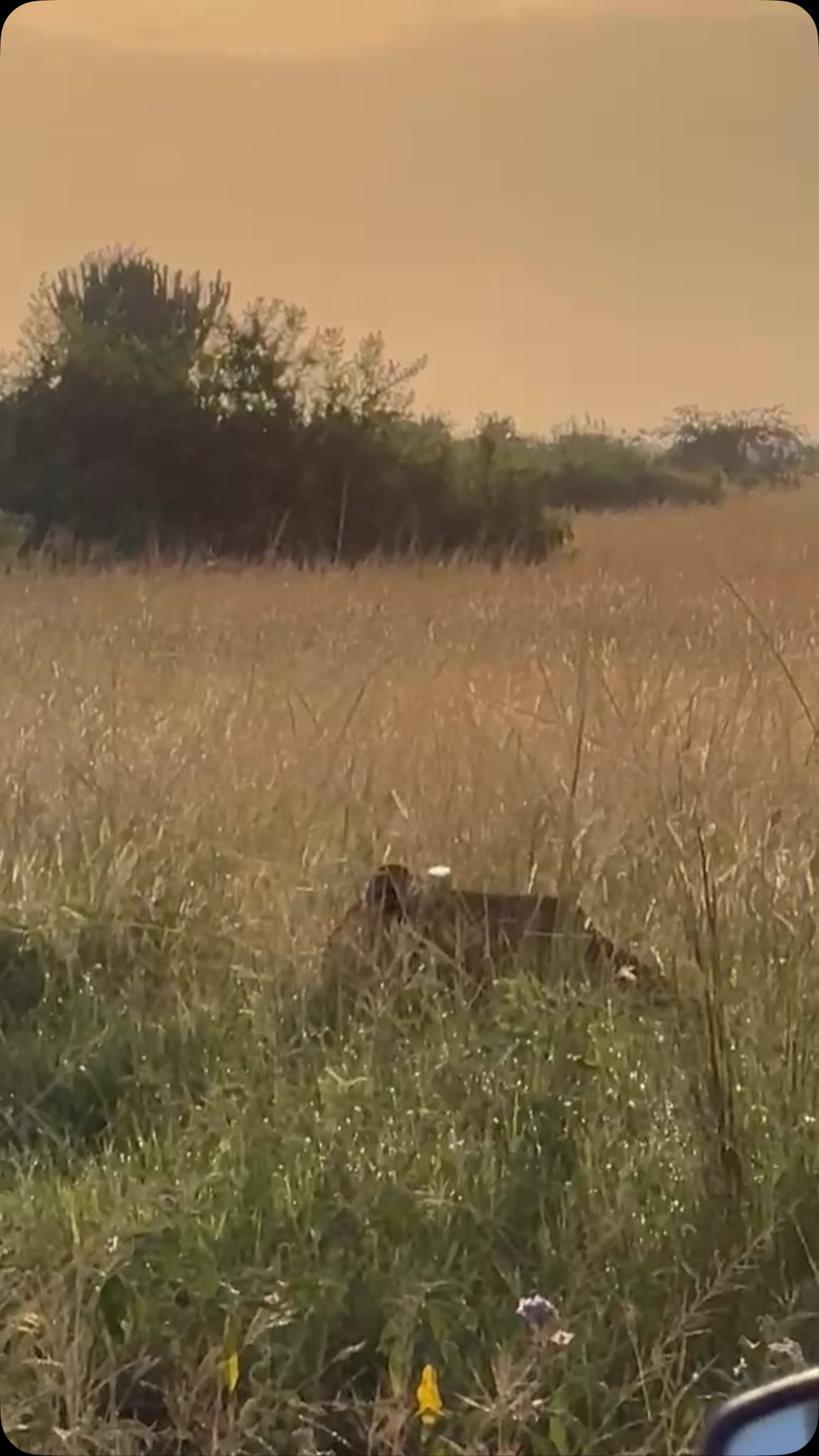 On motorcycle Safari in Queen Elizabeth National Park!
Lions metres from the bike… this is what it’s all about!
#uganda #africanmotoadventures #queenelizabethnationalpark #lions