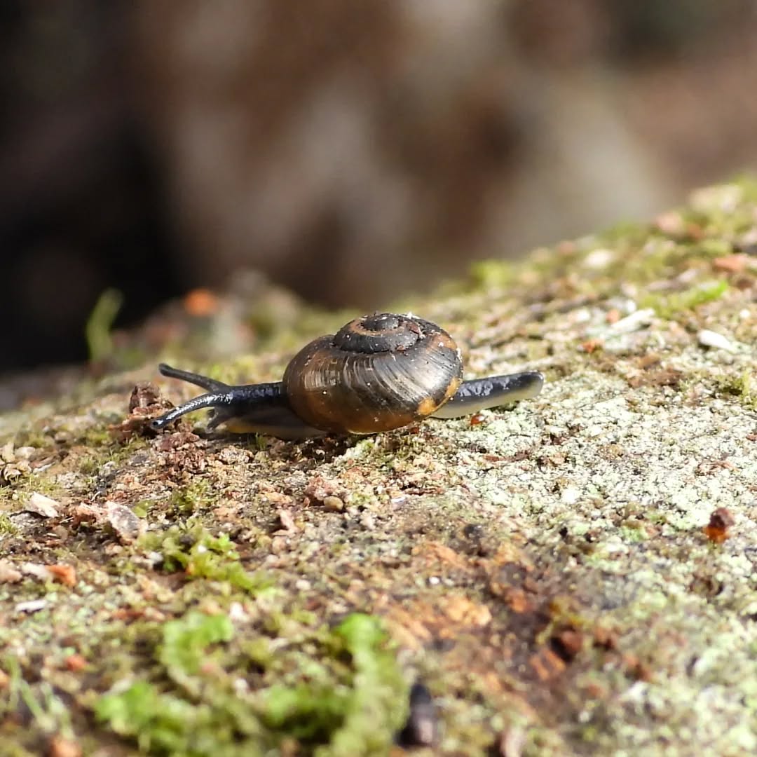 A tiiiny snails in the bush....maybe a powelliphanta spp..but very very cute.
#karameainvertebrates #karameasnails