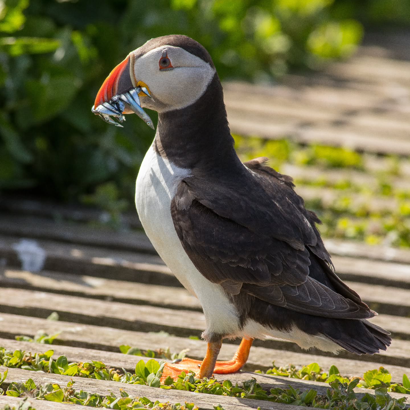 Puffins!
Possibly one of the most incredible examples of a living creature overcoming adversity.
Flying upto 40 miles on each hunting trip, they spend their time fishing in the punishing North Sea for Sand eels, before carrying beaks full (the record is a staggering 83 in one go) back to their Pufflings in their burrows at places like @skokholm_island and the @nationaltrust Farne Islands.
As if this feat wasn't enough for a bird about the same size as a Pigeon, they then have then run the gauntlet of Herring and Lesser Black-Backed Gulls on their return home. These cleptoparasitic Gulls are after the Puffins catch and will physically attack the Puffins to make it drop its prey.
They do this multiple times a day for the 40 days the Pufflings are in their burrow before fledgling! That can be anything from 10 to 100 trips a day depending on the dedication of the parents and availability of food!
That is one he'll of a dedicated parent and an inspiring little bird!!
#natureinspires #noticenature #lessonsfrombirds #lessonsfromnature #bekindwatchbirds
Music from the amazing @bonnerblack who I cant wait to catch up with @global_birdfair