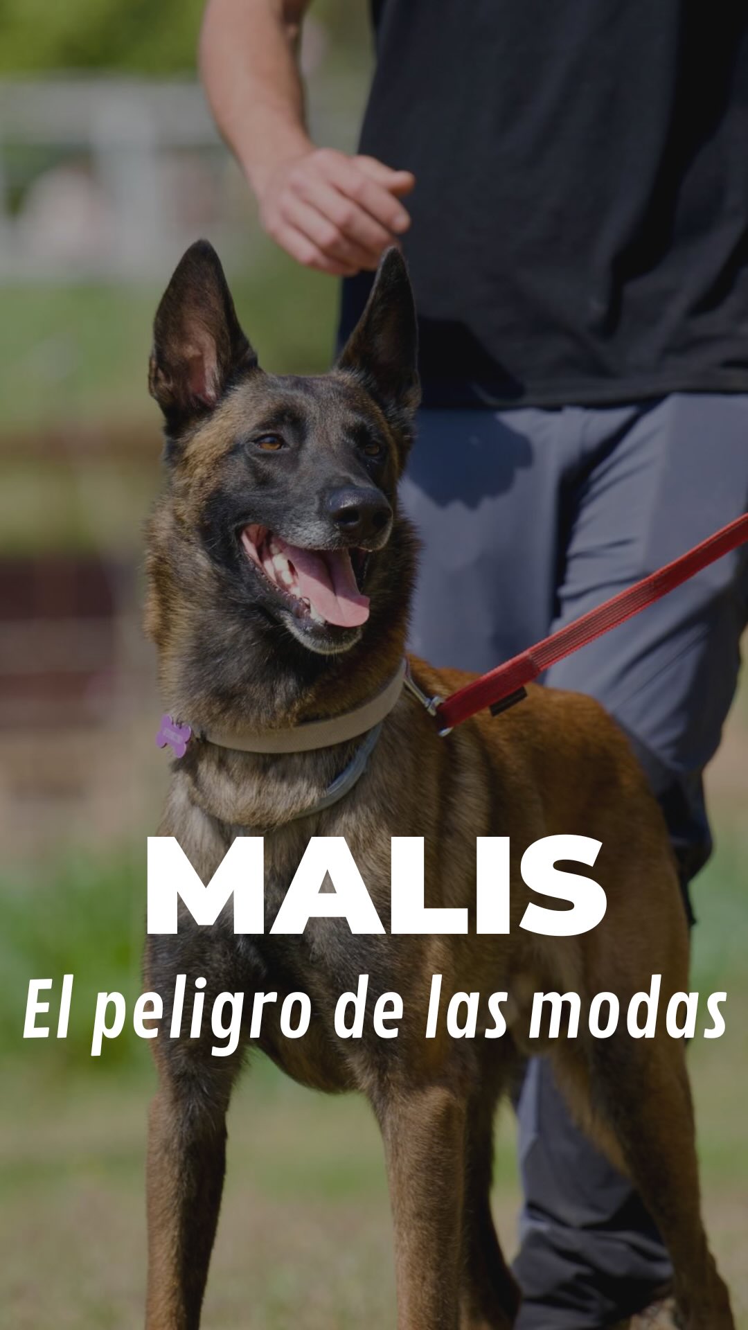Las modas con las razas de perros siempre terminan igual: protectoras llenas.💔
Ver vídeos de Malinois haciendo cosas increíbles en internet engancha a cualquiera, pero la realidad detrás de las pantallas es otra.
Son perros espectaculares, pero exigen un nivel de tiempo, conocimiento y constancia brutal💥
Por eso, el caso de Cosmo es ejemplar. ✨ Su familia lo adoptó hace cuatro meses, respetó su periodo de adaptación, entendieron la genética que tenían entre manos y se han implicado al 100% trabajando con nosotros desde el primer día.📈
Queda camino por delante, pero ¡chapó por familias tan responsables!
Así es como se cambia de verdad la vida de un perro. 👏🏼💛
Si has adoptado a un perro, deja un 💛 en comentarios por esa segunda oportunidad👇
~
#dogtraining #educacioncanina #pastorbelgamalinois #malinois #modificaciondeconducta