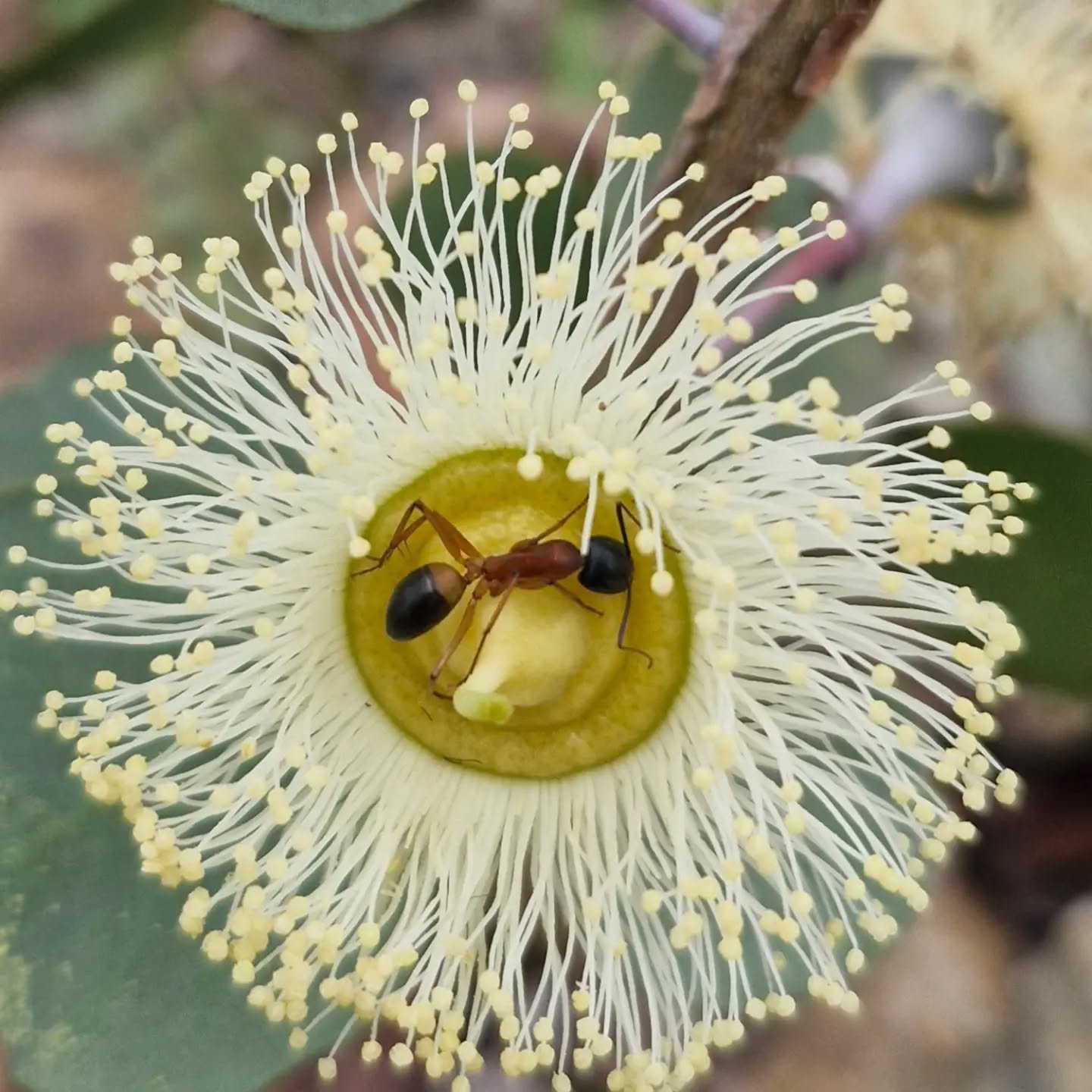 Many Eucalyptus flower in winter, including this adorable Eucalyptus orbifolia, a hardy compact tree for Canberra #Eucalyptus #native #winter