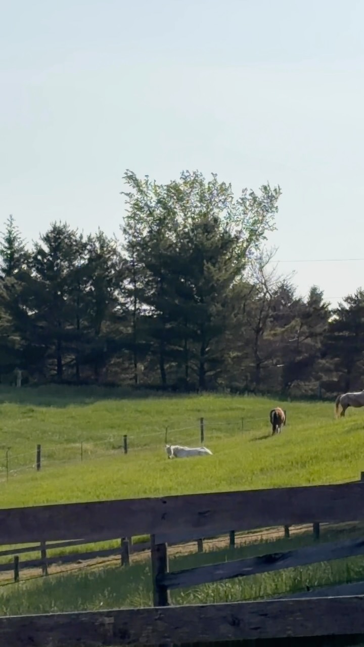 Nothing beats a good roll in the grass on a beautiful day
#horsejoy #equinelife #horses #pasturetime #horsesofinstagram
