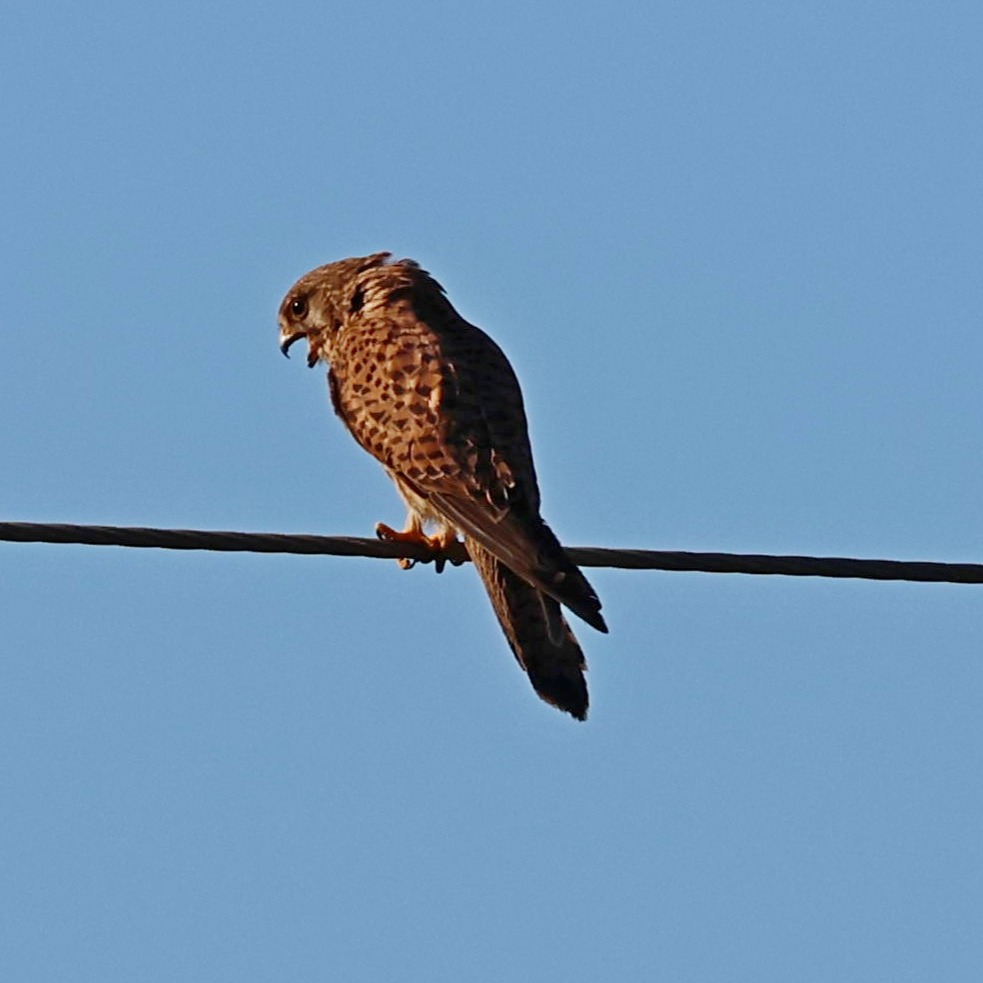 A female kestrel cooling off.
#islandwildlife #kefaloniawildlife #greekwildlife #guidedwildlifewalks #birdlovers