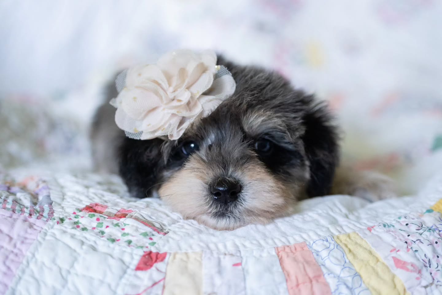 Golden Tempo! She's 80% love, 20% class, and every bit a true Derby darling on her way to win you over at the Winner's Circle! πΉππΎ
#merleschnoodle #schnoodle #schnoodlepuppy #schnoodlesofinstagram #schnoodlepuppies