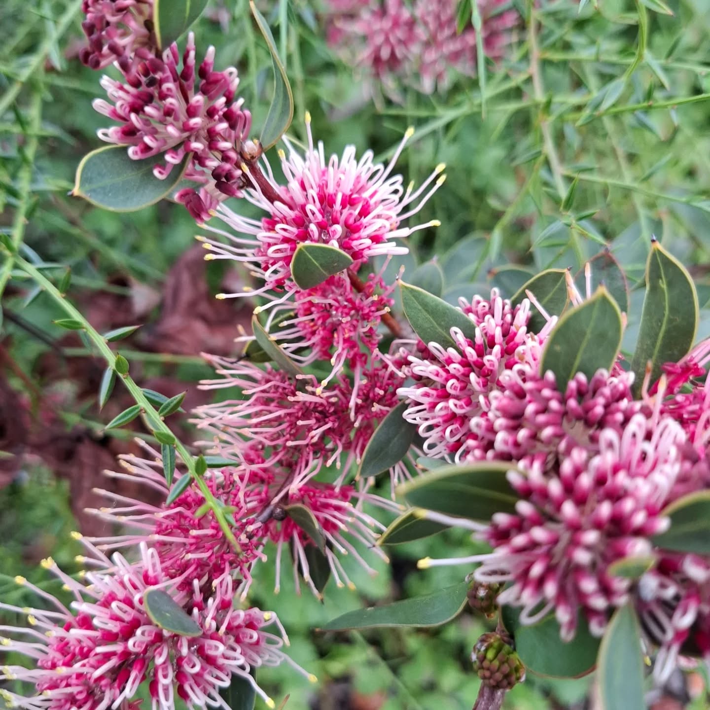 Just a reminder we will be opening at 11am tomorrow 18th June as we undertake staff development, sorry for any inconvenience. Pictured is the prolific Hakea Burrendong Beauty. #hakea #wintergardens #canberragardens