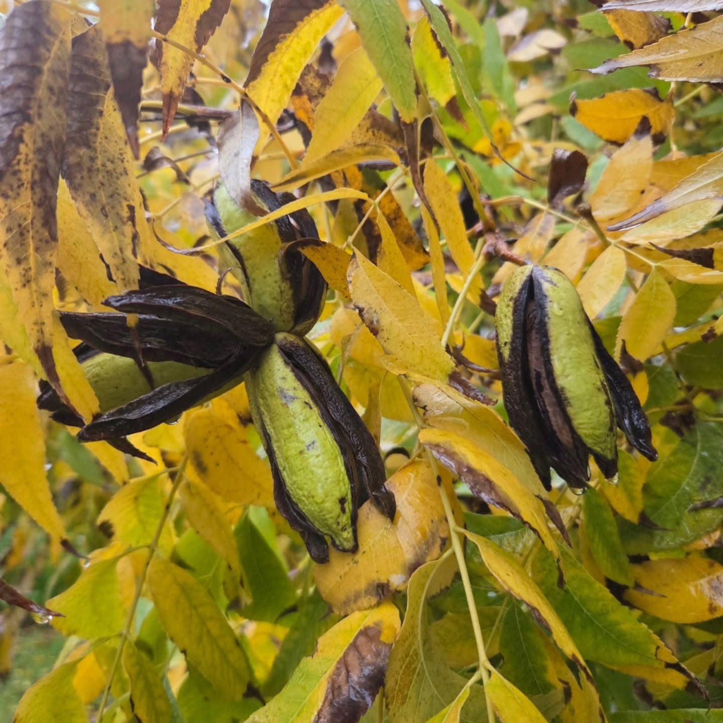 Nature's little treasures...🌿🍂 Our pecan trees are putting on a golden show, and nature is quietly preparing another delicious harvest. There is something special about this season on the farm. 🤎🌰
#AutumnOnTheFarm #PecanSeason #KleinNektar #FarmLife #HarvestTime