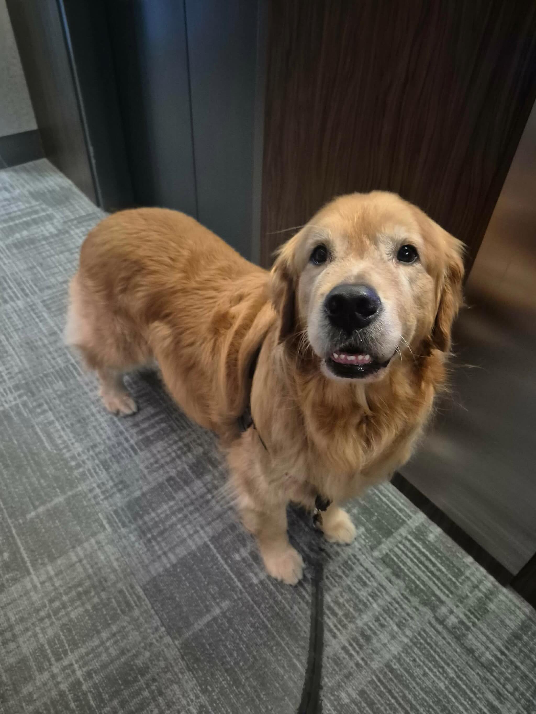 Feeling golden and loving every second of it 💛
#dogsofallboroughs #goldenretrieverworld #goldenretrieverlovers #dogsofues #dogsofnyc