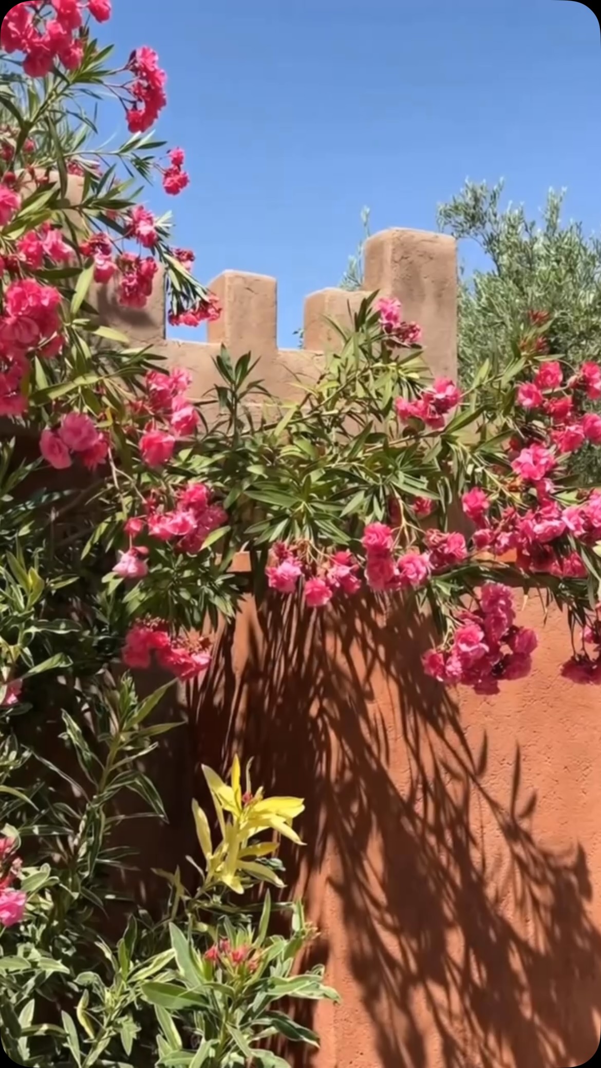 Une explosion de couleurs, un parfum d’été et la beauté des bougainvilliers en pleine floraison. Les jardins du Domaine n’ont jamais été aussi beaux. 🌺
A burst of colour, the scent of summer, and the beauty of bougainvillea in full bloom. The Domaine’s gardens have never looked more beautiful. 🌺
#domainedetam #naturelovers #escapetomarrakech #moroccotravel #hotellife