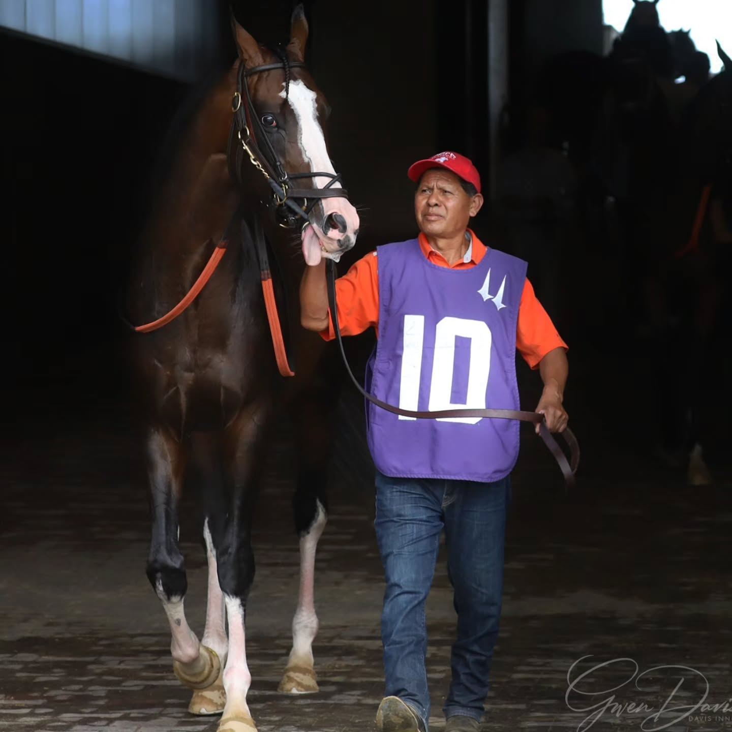 WAR AND MAJESTY stretches out to one and one half miles on the turf yesterday for second. The War of Will 4yo keeps edging closer to that win, and seems to like the distance! Great job @jockeyluanmachado 💪