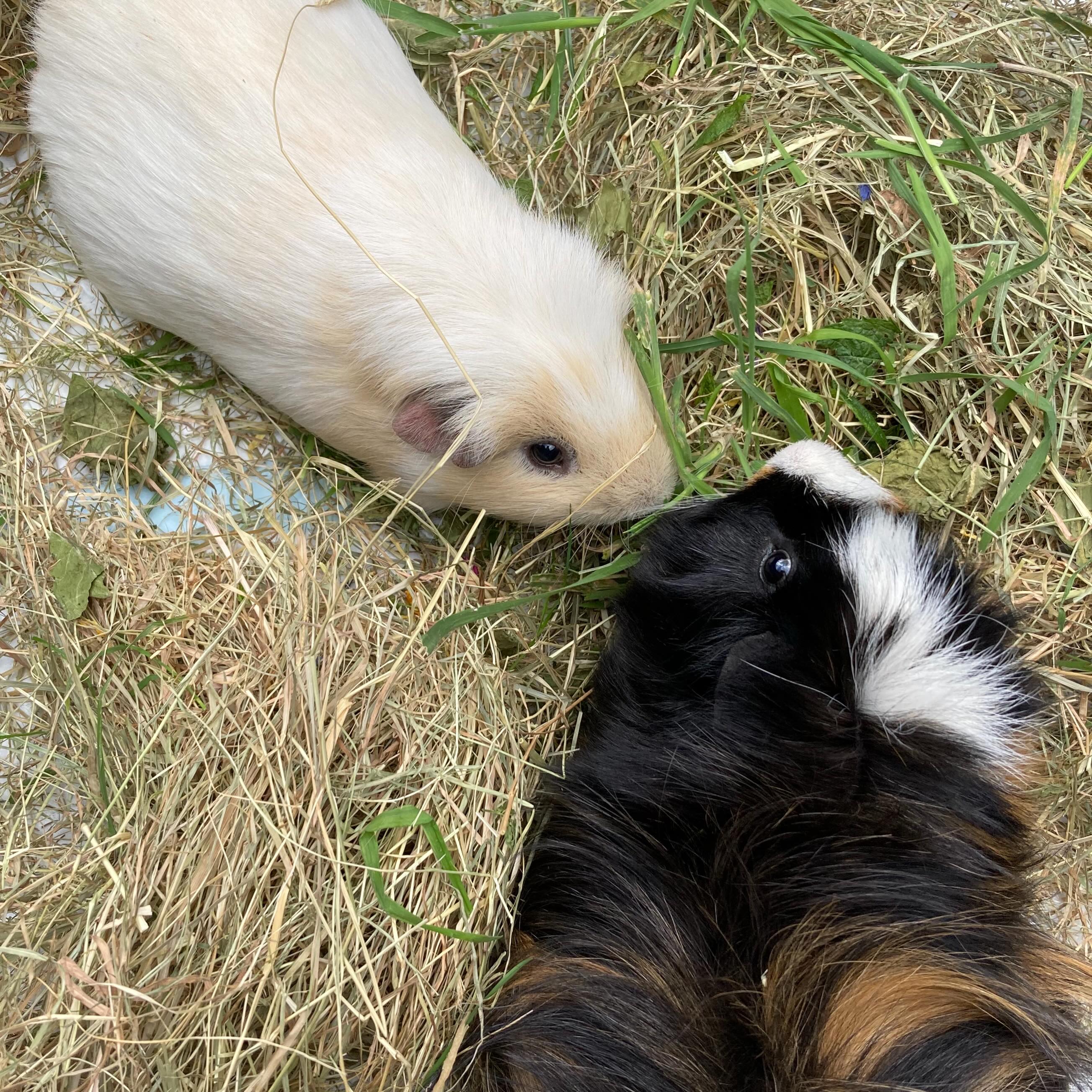A bonding session today for Albert and Nitro. Guinea pigs are social animals and need the company of their own kind. Many people are scared of bonding two adult boars but it can be very rewarding 🩵🩵 #guineapigs #boarbonding