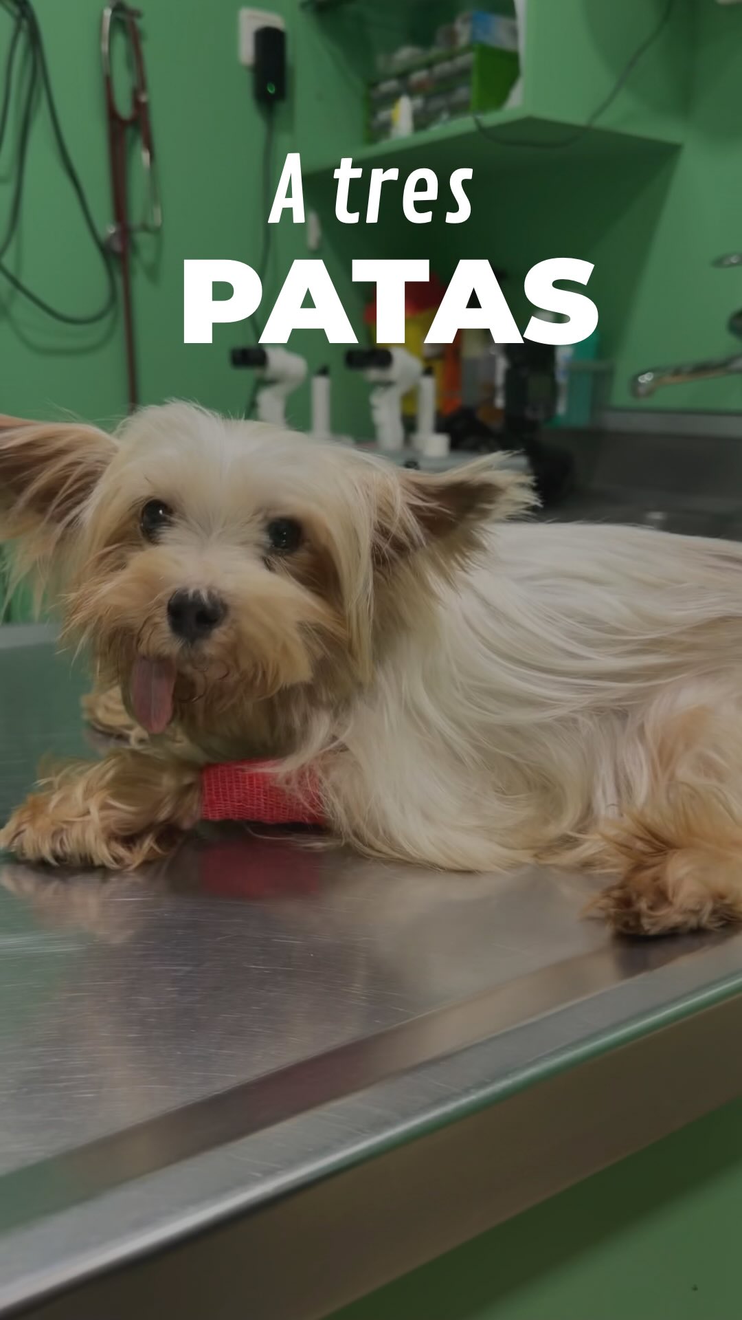 Así ha sido nuestra última semana.
Por suerte, ha salido todo muy bien. Toca seguir con las curas y la recuperación. ❤️🩹
Eternamente agradecidos con los veterinarios por su profesionalidad y cuidar tan bien de Puça 😇
@canisgirona
~
#carcinoma #tripawd #tripaw #veterinaria