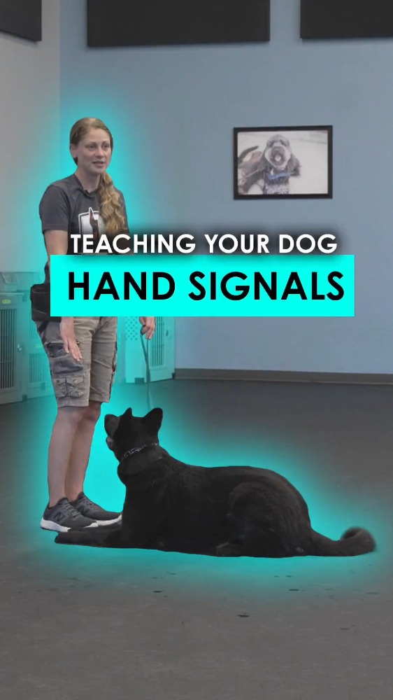 Teaching your dog hand signals.
Want to see the full training video?
Join our subscription page and see this video and more! Comment "LIBRARY" and we will send it over to you!
Not ready to commit to a course or certification yet?
Start with our FREE Dog Trainer Workshop and learn how to navigate a dog's natural drives, comment "WORKSHOP" and we will inbox you a link to how to sign up.
Interested in becoming a Professional Dog Trainer?
At Method K9 Institute, we offer:
✔️ Online and in-person certification options
✔️ Flexible payment plans
✔️ Monthly business coaching
✔️ Hands-on training opportunities
✔️ A proven path to building a career working with dogs
Start your journey today! institute.methodk9.com
#dogtraining #certifieddogtrainer #trainyourdog #professionaldogtrainer #dogtrainerschool #dogsofinstagram #shelterdog #rescuedog #trainyourdog #reactivedogtraining #behavioraldogtrainer