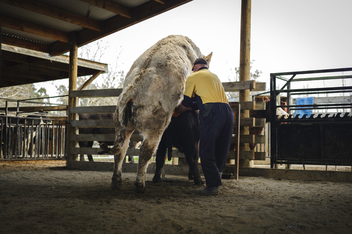 New bull about to join the herd? Now is the perfect opportunity to collect semen!
Taking advantage of transport already in place can help preserve genetics, increase breeding flexibility, and maximise the value of your investment.
If you've got a bull on the road in the coming weeks, talk to Xcell Breeding Services about collection and storage options.
π© info@xcell.co.nz | π 021 453 387 | https://www.xcell.co.nz/