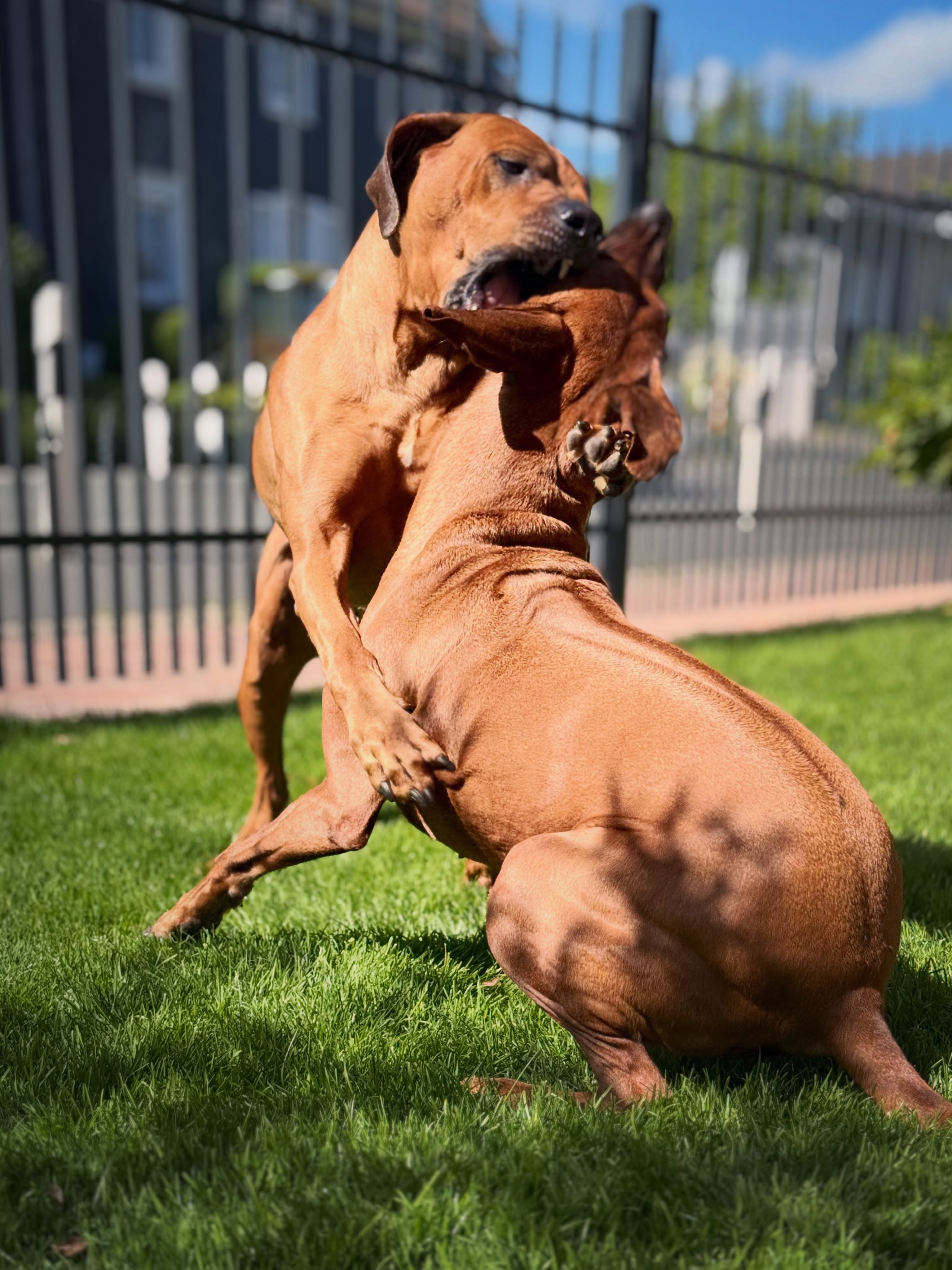 Wenn die Nachbarn fragen, ob bei uns alles in Ordnung ist… 🐾
Ja. Das ist einfach nur Ridgeback-Liebe. ❤️
🌪️🌪️
#hundeglück #ridgebacklove #ridgeback #rhodesianridgeback #ilovemydog