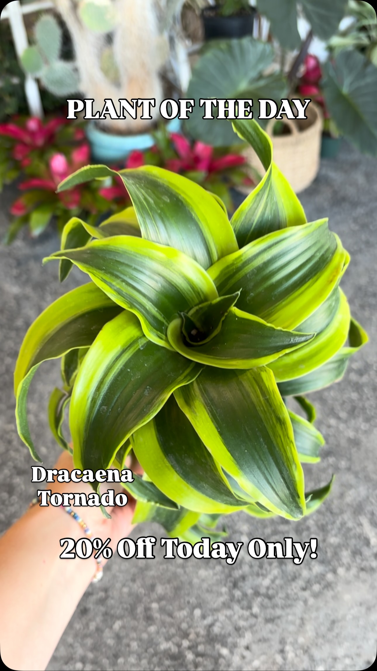 PLANT OF THE DAY!
Today’s plant is the Dracaena Tornado and it’s 20% off today only! Open 10-6pm
The Dracaena Tornado wants medium to bright indirect light. Water every 1-2 weeks when the soil is about 2/3rds dry. A very good beginner plant!
#nebraskaplantshop #grandislandnebraska #tropicalhouseplants #plantoftheday