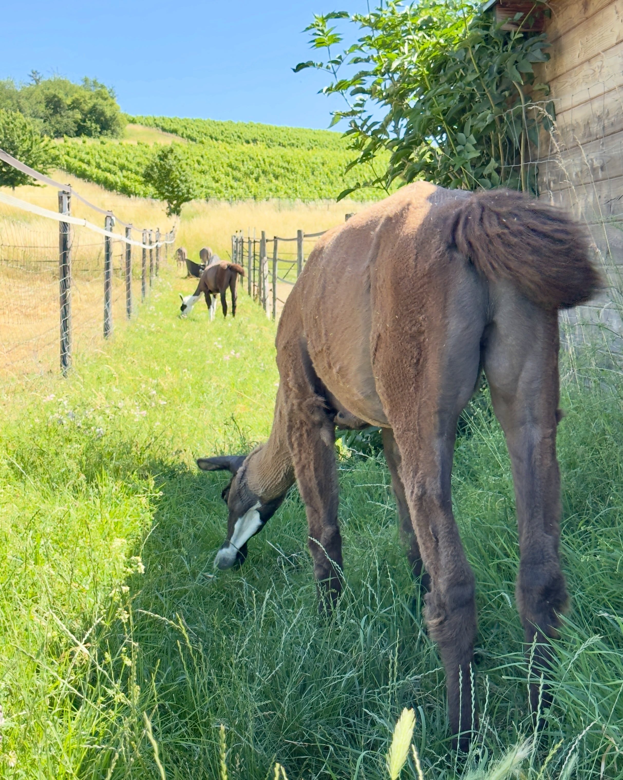 😎
Puh, warm.
Sehr warm.
Zu warm für Touren.
Gestern Abend war noch „Yoga auf der Wiese“ und wir haben Schattenplätze 🌳 bevorzugt. 🧘♀️🦙
So werden wir jetzt auch das Wochenende verbringen. Im Schatten und mit gelegentlichen Duschen 🚿
🫵🏼 Was macht ihr gegen die Hitze?
Liebe Grüße,
🫏🦙 die Jungs
#esel #lamas #alpakas @simone_happy_yoga_flow #tieremachenglücklich #zuheiß