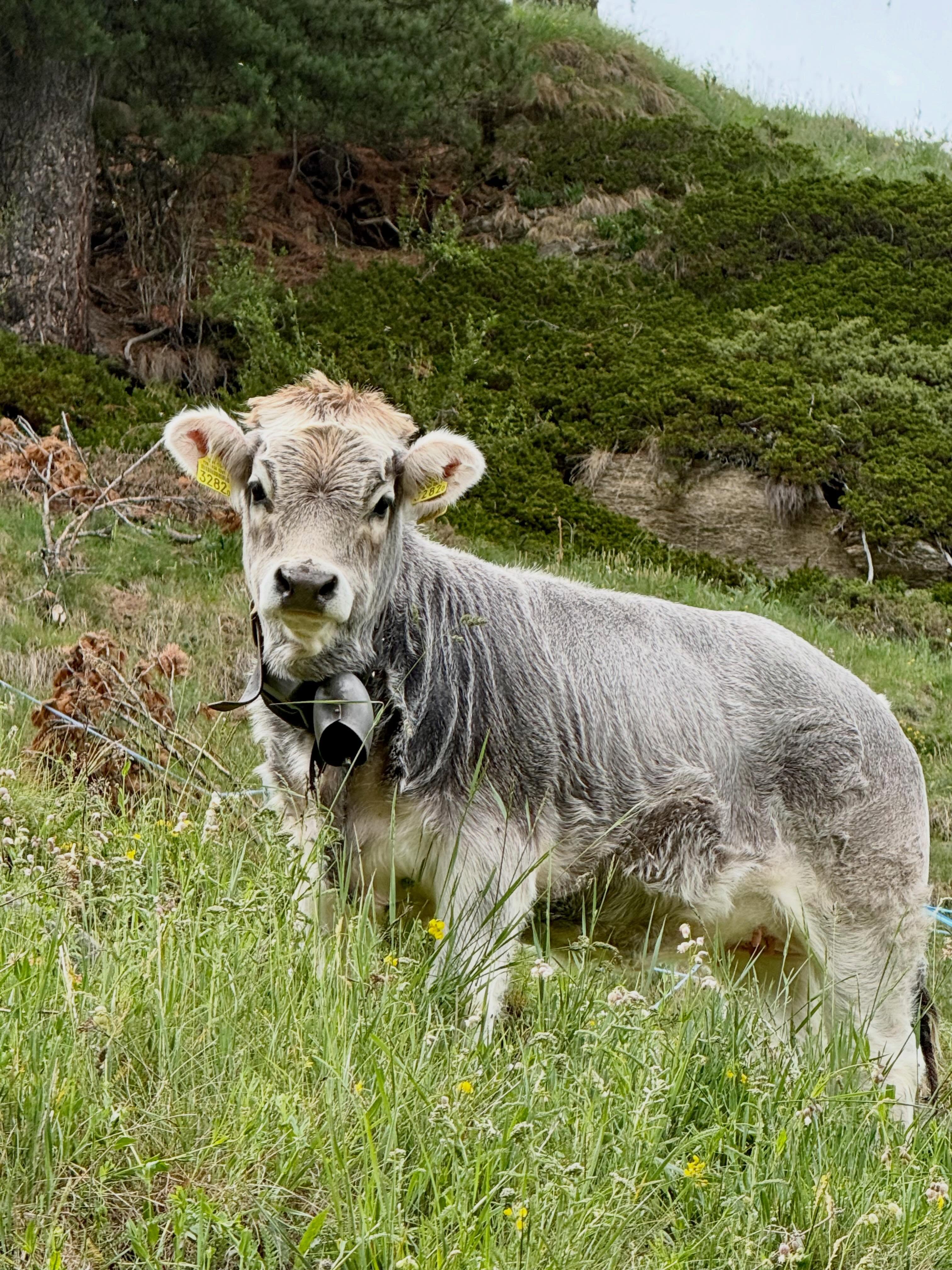 Moo #zermatt🇨🇭 #matterhorn #zermattswitzerland #travelbloggers #retireandtravel