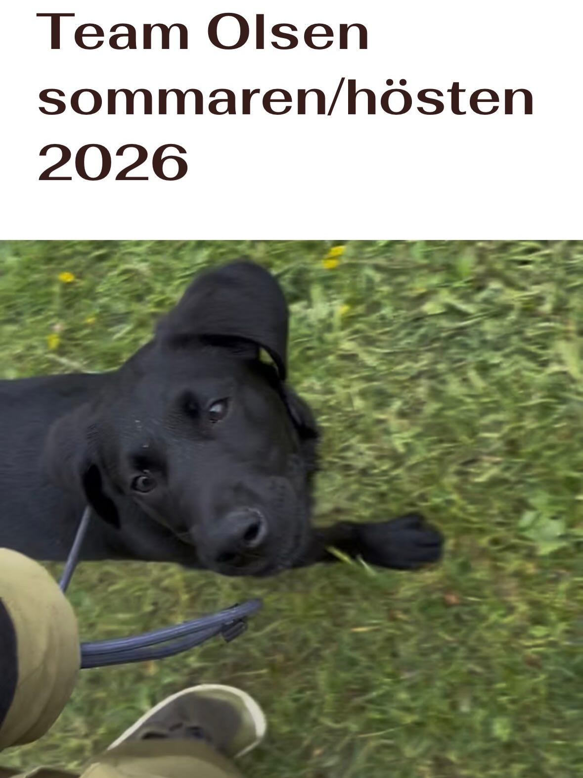 För enkelhetens skull kommer info om träningarna även här. Varmt välkommen med din anmälan! #teamolsen #teamolsenforthewin #retrievertraining #gundogtraining