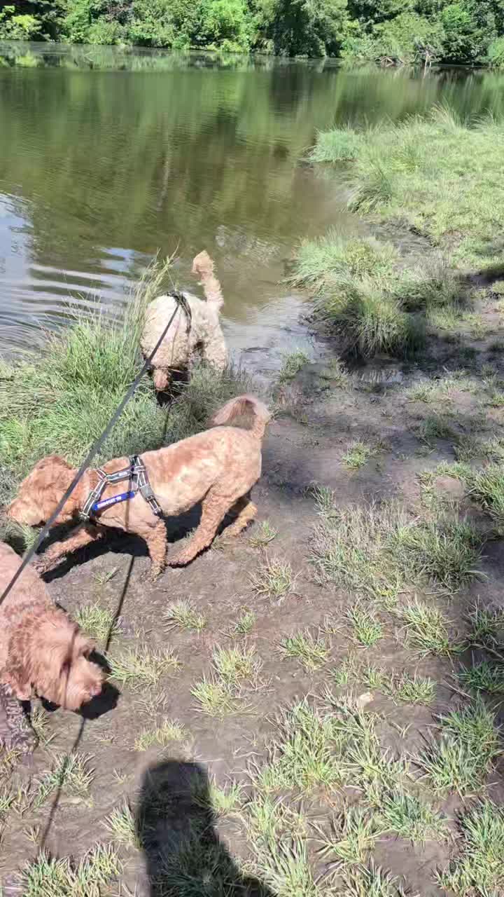 Lekker het water opzoeken vandaag 🤗💦
🐾 Beer, Bobbie, Stitch, Charley, Roos en Pepper