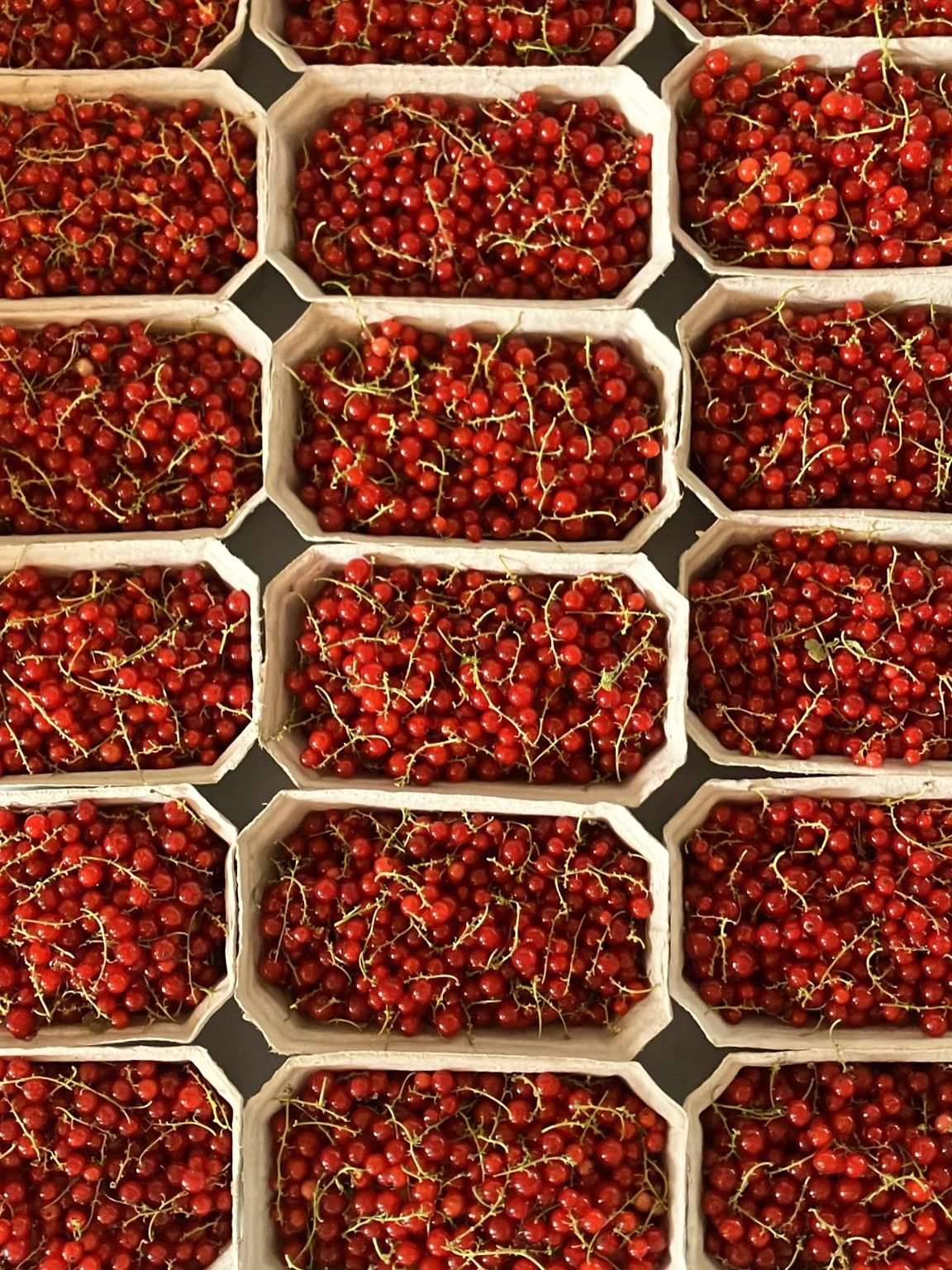 Rote Johannisbeeren, frisch aus dem Waldgarten - jetzt im Hofladen!