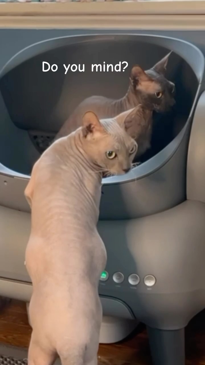 POV: You try the new litter box in private… and someone walks in 🐾😂
@neakasa.tech
Curious? 🔗 in bio
#neakasa #catsoftiktok #automaticlitterbox #hairlesscat #donskoy