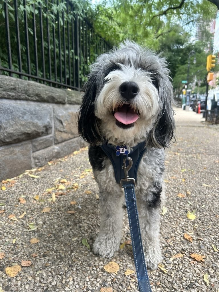 Barkley Happiness Moments 🐾💙💙
He always makes our day amazing !
#dogsofallboroughs #doodlelife #australianmountiandoodle #aussiedoodlelove #dogsofues