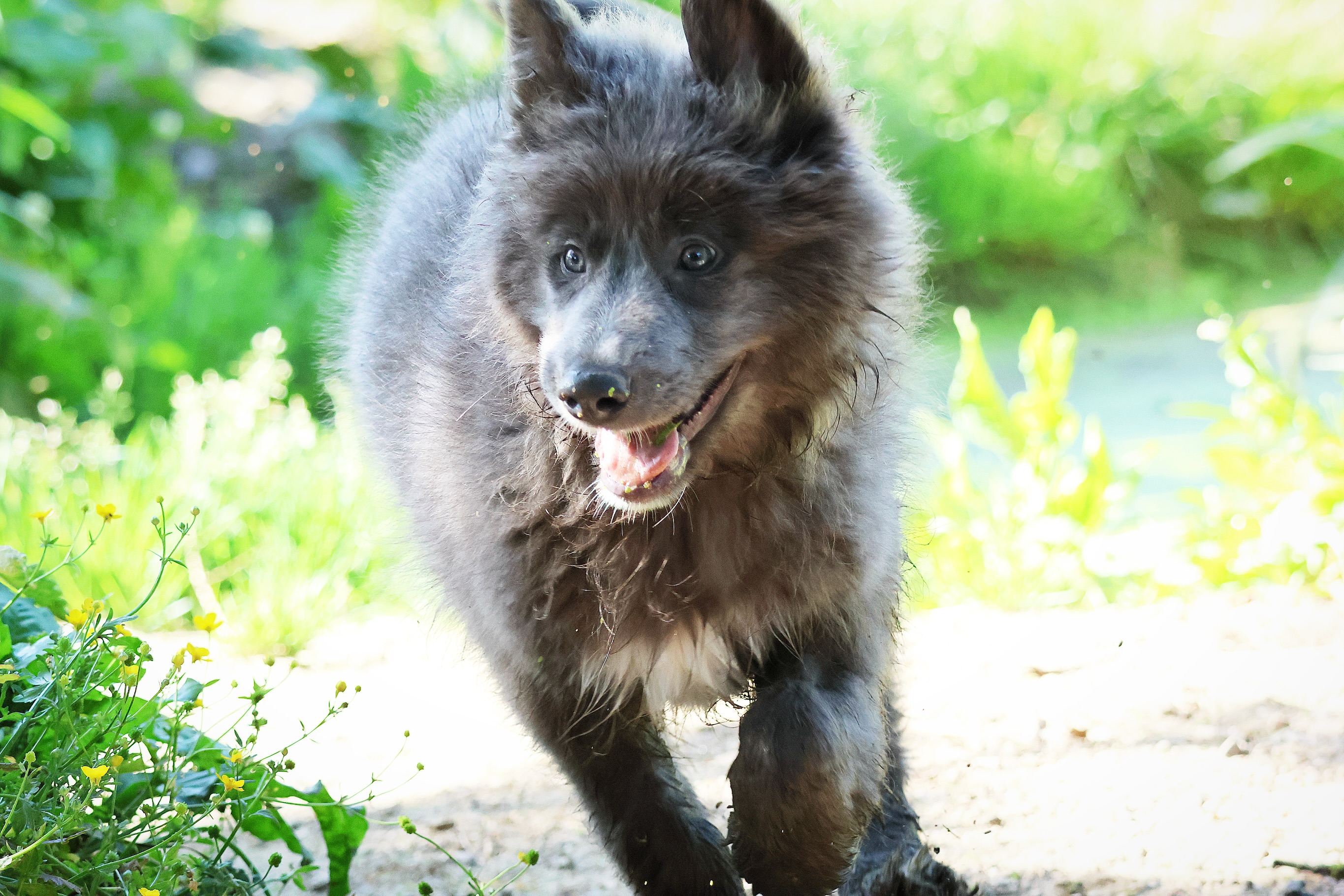 Cette magnifique femelle bleue à poil long est un amour, toujours de bonne humeur, joueuse et câline, soucieuse de faire plaisir et attentive aux demandes.
Elle cherche sa famille pour partager de belles aventures ☺️🤗
lepactedesloups.fr 🐺
