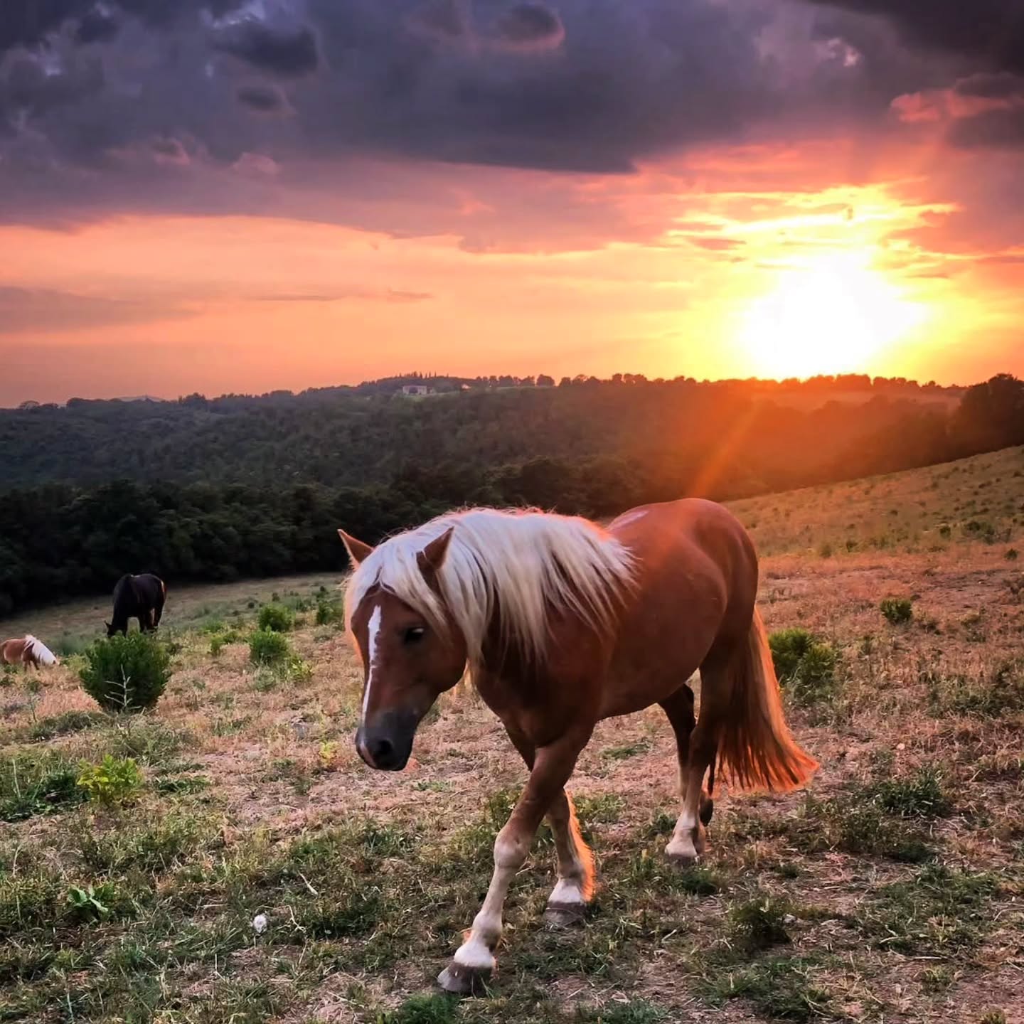 Ci sono serate che sembrano sospese nel tempo.
Il sole scende lentamente dietro le colline, tingendo il cielo di oro e di rosa, mentre il branco continua tranquillo la sua giornata.
Nessuna fretta. Nessuna destinazione da raggiungere.
Solo il profumo dell'estate, il silenzio della natura e la libertà di vivere seguendo il proprio ritmo.
Sono momenti come questi che ci ricordano quanto sia prezioso concedere ai cavalli ciò di cui hanno realmente bisogno: spazio, relazioni sociali, movimento e la possibilità di essere semplicemente cavalli.
Qui in Maremma, ogni tramonto racconta una storia di libertà, armonia e fiducia.
🌅🐴🌿
Manche Abende scheinen die Zeit anzuhalten.
Langsam sinkt die Sonne hinter den Hügeln und taucht den Himmel in Gold- und Rosatöne, während die Herde ihren Tag in aller Ruhe ausklingen lässt.
Keine Eile. Kein Ziel, das erreicht werden muss.
Nur der Duft des Sommers, die Stille der Natur und die Freiheit, dem eigenen Rhythmus zu folgen.
Es sind Augenblicke wie diese, die uns daran erinnern, wie wertvoll es ist, Pferden das zu geben, was sie wirklich brauchen: Raum, soziale Beziehungen, Bewegung und die Möglichkeit, einfach Pferd zu sein.
Hier in der Maremma erzählt jeder Sonnenuntergang eine Geschichte von Freiheit, Harmonie und Vertrauen.
🌅🐴🌿
#LePuledraieDiSterpeti #CavalloMaremmano #Maremmano #VitaNelBranco #CavalliInLibertà CrescitaLibera EtologiaEquina Ethologie RispettoERelazione HorseCenteredBreeding HealthyHorses Maremma MaremmaToscana Toscana Tuscany Naturverbundenheit Pferdezucht Nachhaltigkeit gesundePferde HorseLife SunsetWithHorses EquineEthology Libertà FreedomToBeAHorse VivereLaNatura NonSoloSole ReitenInDerToskana ToskanaZuPferd AusreitenInDerToskana ReitenFürAnfänger ReitenFürKinder FamilienurlaubToskana Pferdeurlaub Reiturlaub Wanderreiten HorsebackRidingTuscany HorseRidingTuscany HorsebackRidingItaly HorseRidingItaly RidingHoliday EquestrianHoliday FamilyHorseRiding BeginnerHorseRiding HorseRidingForKids EquitazioneInToscana PasseggiateACavallo EscursioniACavallo TurismoEquestre VacanzeACavallo EquitazionePerPrincipianti EquitazionePerBambini CavalcareInToscana