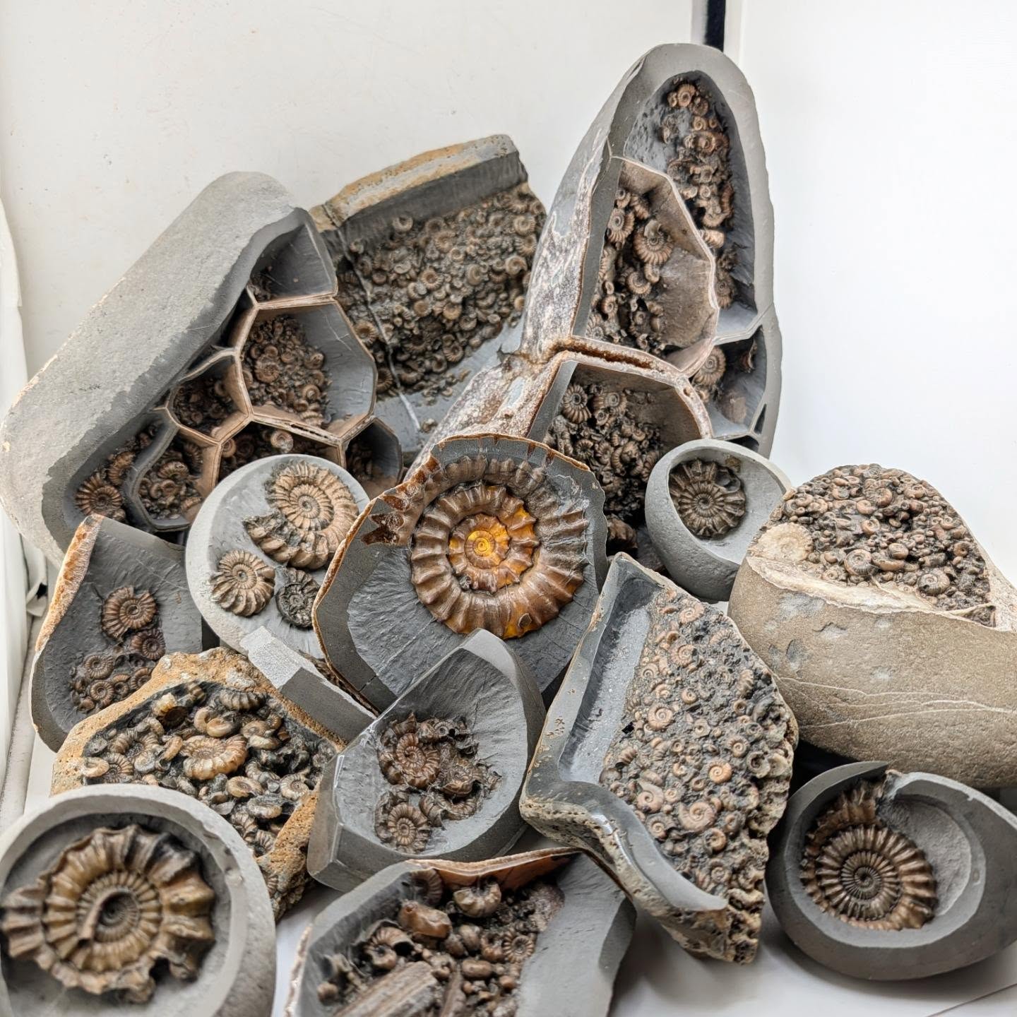 Charmouth beach is on the world famous Jurassic coast, Dorset, UK, with an abundance of fossils - it provides a glimpse of life in the sea around 195 million years ago. There was certainly a lot of it, especially ammonites!
I've just uploaded some new pieces I have found and prepared to my website, a small post fossil festival update :) the link to my website is in my bio.
#ammonite #fossil #jurassiccoast #fossilpreparation
#nodule
