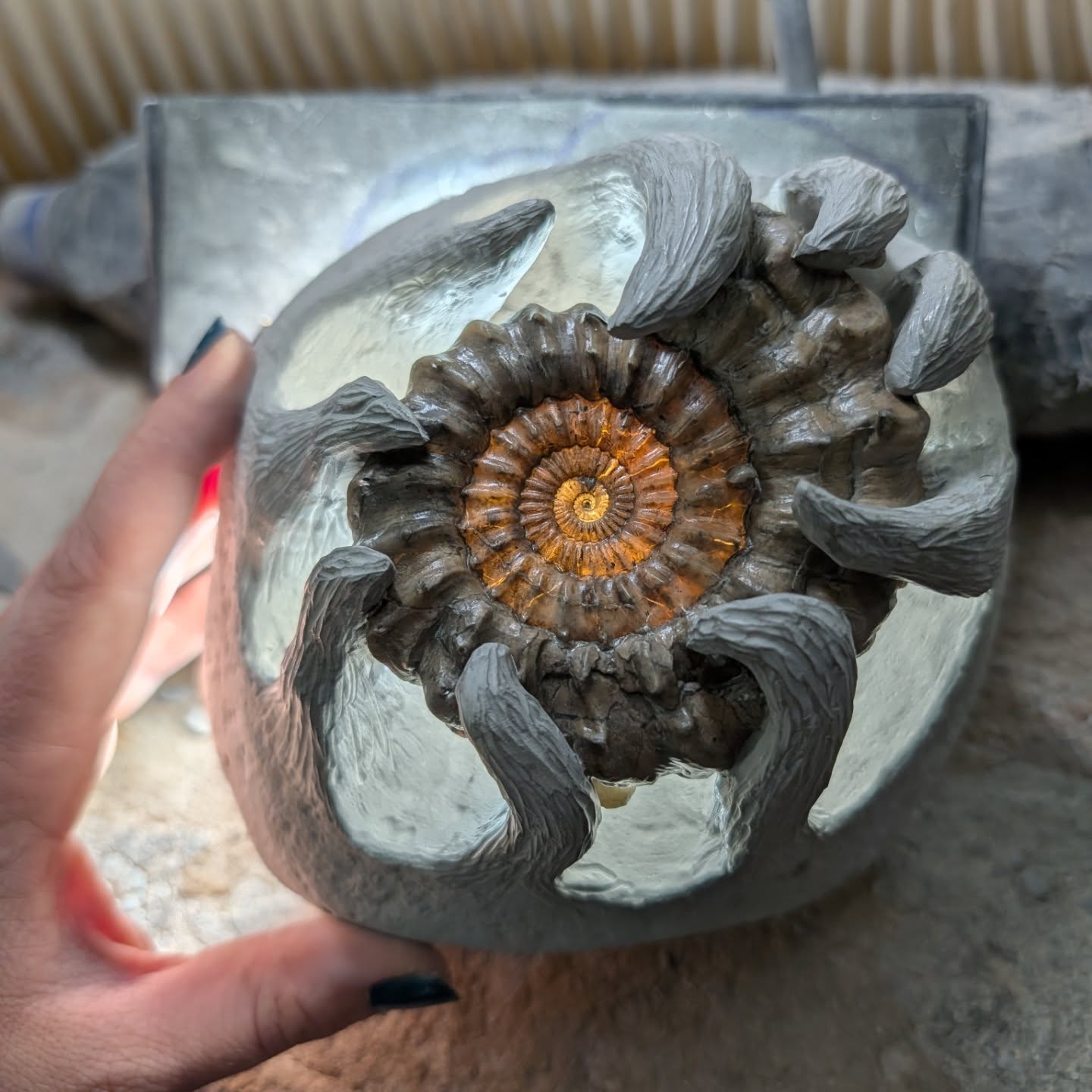 When I started preparing this green ammonite nodule that I found on Charmouth beach, I discovered a Oistoceras hiding inside. It was just 1cm from the top of the nodule which wasn't ideal for a more traditional prep job. So I had some fun with it :)
Although it's not everyone's cup of tea, I really enjoy the challenge of doing something a bit more creative with more common ammonites which create a challenge!
I took some matrix away from the back of the ammonite to show the brilliant orange translucence when a bright light is shined behind it - this is caused by the calcite preservation and minerals present.
I'm doing a small post fossil festival website update, this coming Sunday, the 21st of June at 10am BST
The next big update is in August :)
#ammonite #fossil #jurassiccoast #lapidary #fossilpreparation