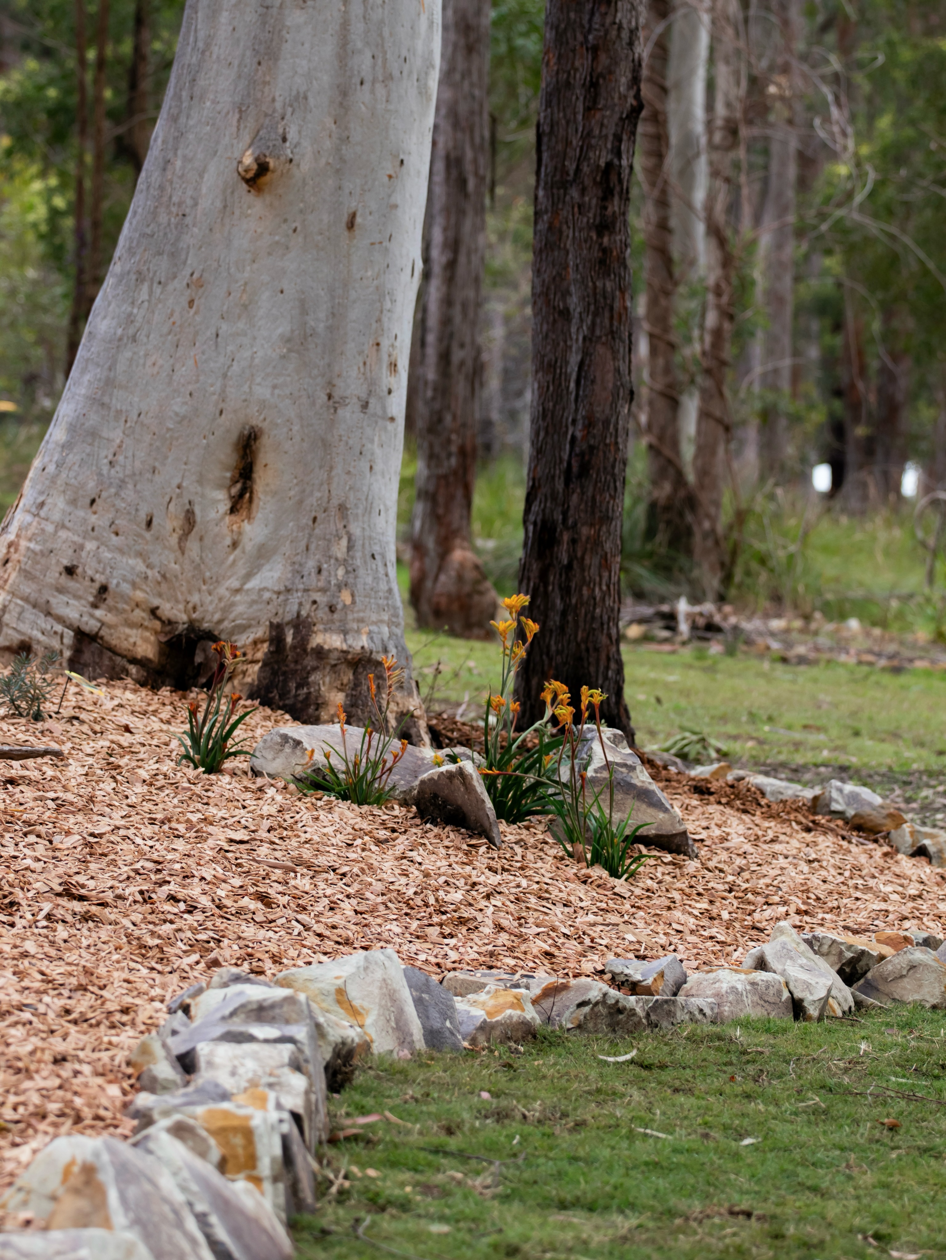 From bare ground to a considered landscape 🤜🏼
Every project starts with a vision. From site clearing and excavation through to construction, planting and the finishing details. What begins as a blank canvas gradually takes shape through thoughtful design, quality materials and careful execution. It’s always rewarding to look back at where a project started and see how far it has come 🔨
#macleayvalleylandscapes #landscaping #natives #sustainable #durable