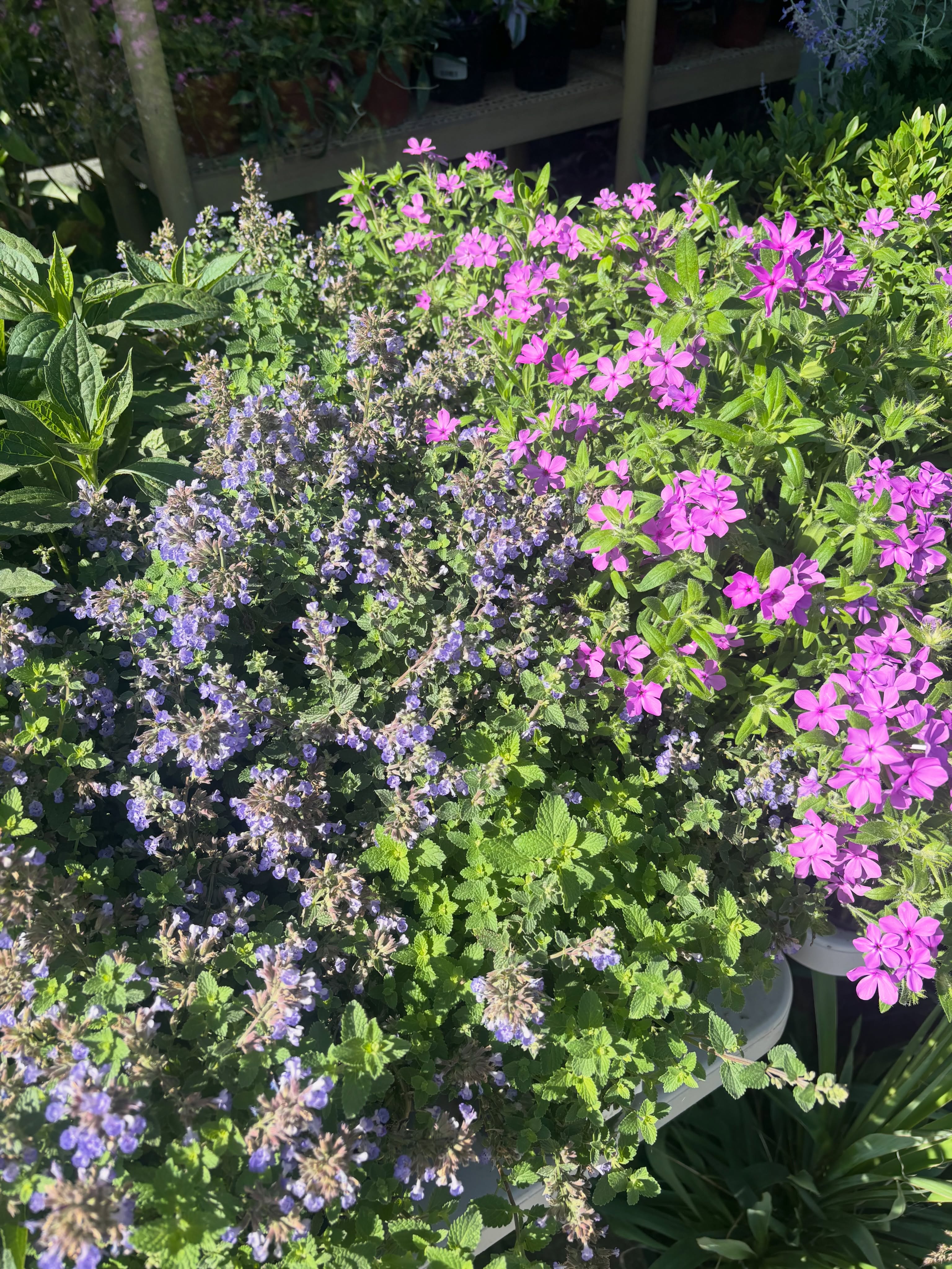 Life is better with plants. 💚
Open 10-5pm Saturdays