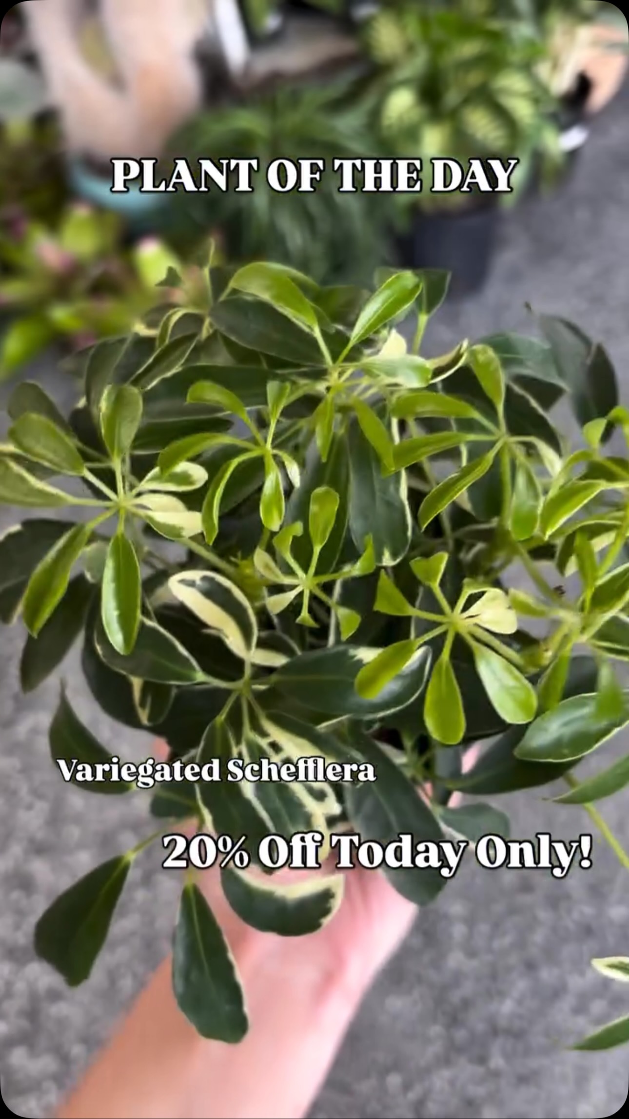 PLANT OF THE DAY!
Today’s plant is the Variegated Schefflera and it’s 20% off today only! Open 10-6pm
The Variegated Schefflera wants medium to bright indirect light. Water every 1-2 Weeks when the soil is about 2/3rds dry.
#plantoftheday #nebraskaplantshop #grandislandnebraska #tropicalhouseplants