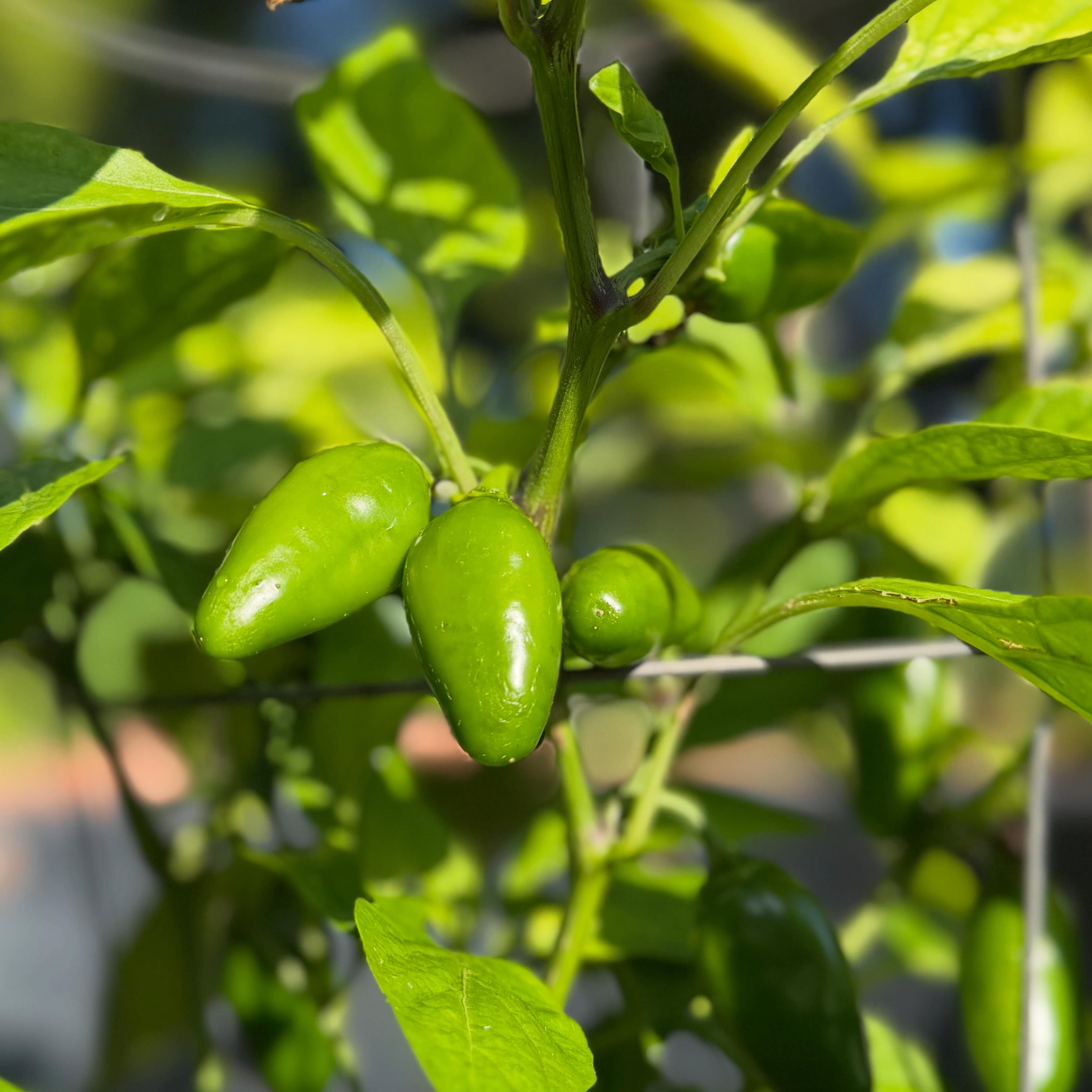 What’s Growin’ On? 😍🌶️🫑🍅🌿