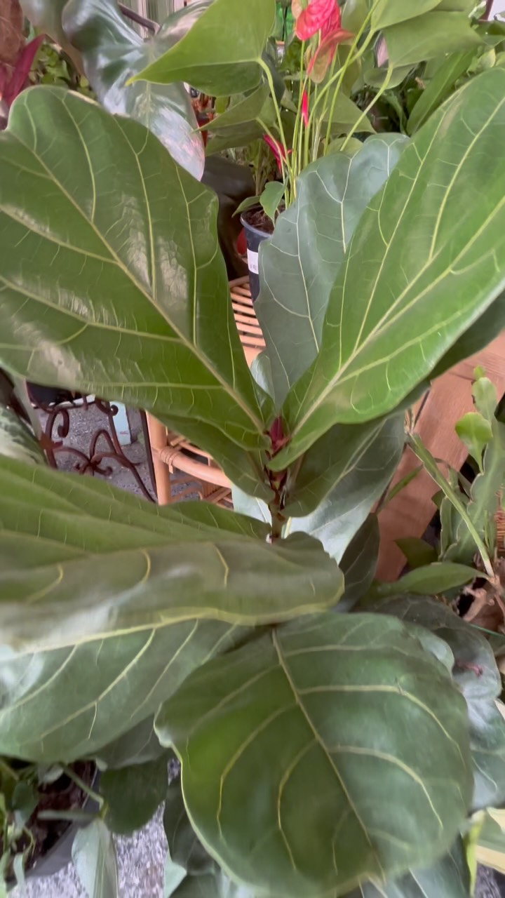 PLANT OF THE DAY!
Today’s plant is the Ficus Lyrata aka the Fiddle-leaf Fig and it’s 20% off today only! Open 10-6pm
The Ficus Lyrata wants medium to bright indirect light. Water every 1-2 weeks when the soil is about 2/3rds dry.
#nebraskaplantshop #grandislandnebraska #tropicalhouseplants #plantoftheday