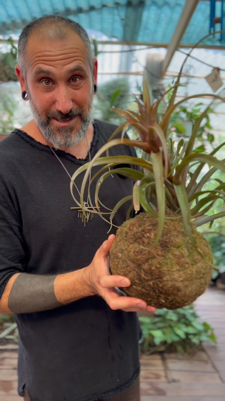 קורס חדש מתחיל ממש בעוד רגע… 🤩
המחזור ה11 יוצא לדרך ב7.3 חמישה מפגשים בימי שישי בבוקר 🪄 צרו קשר לפרטים!
#kokedama #קוקדמה #terrarium #dıy #טרריום