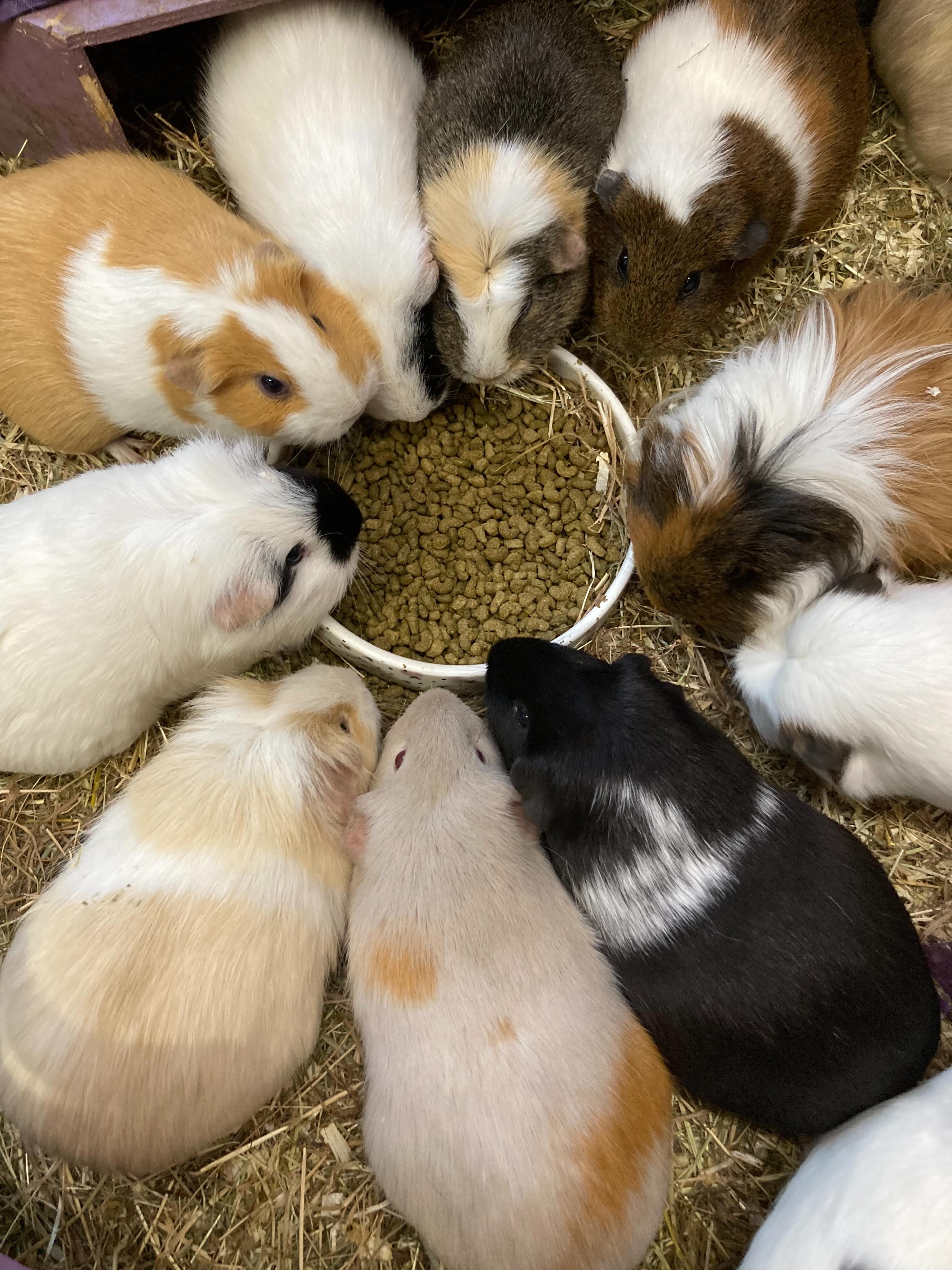 Happy Father’s Day to PigDad ❤️ love from your 10 human children and the hundreds of piggies that you’ve helped ❤️❤️❤️❤️❤️❤️❤️❤️