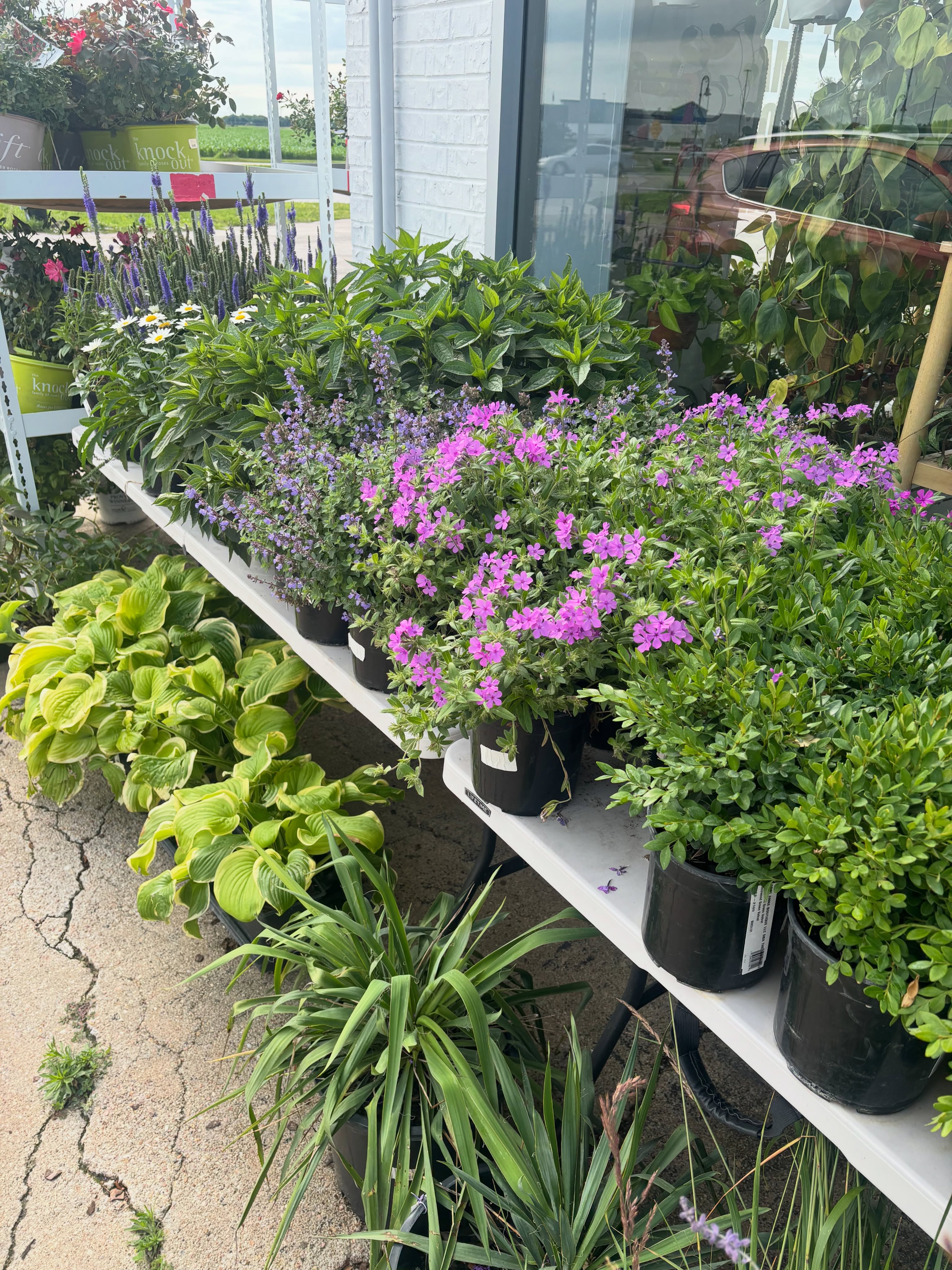 35% Off All Perennials, Shrubs, and Trees🤗