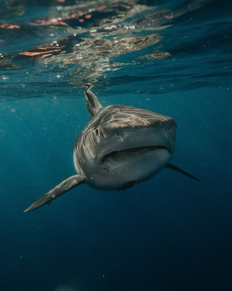 Shark attacks are increasing. Why?
Scientists are exploring a range of possible explanations, but here’s a question that doesn’t seem to get asked very often.
If researchers are investigating whether certain sounds can deter sharks, could some sound-based technologies also have unintended consequences?
Why aren’t we asking questions?
🦈 Link in bio.👆
#Sharks #OceanSafety #NorthernBeaches #MarineLife