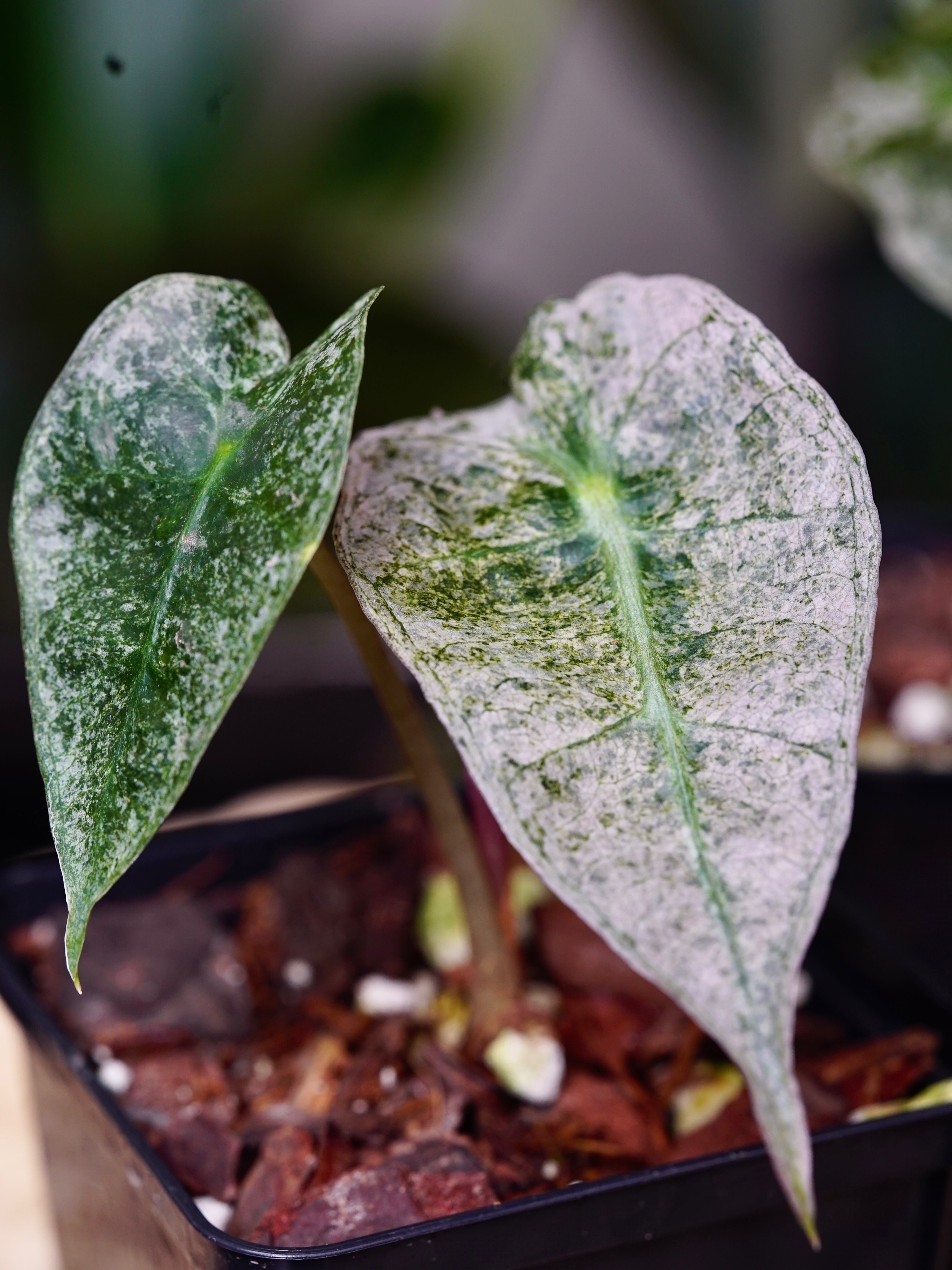 Alocasia Polly ‘Pink Mint’ - Check out that marbled pastel pink & green variegation ! Snatch one up at urbanbotanist.nz