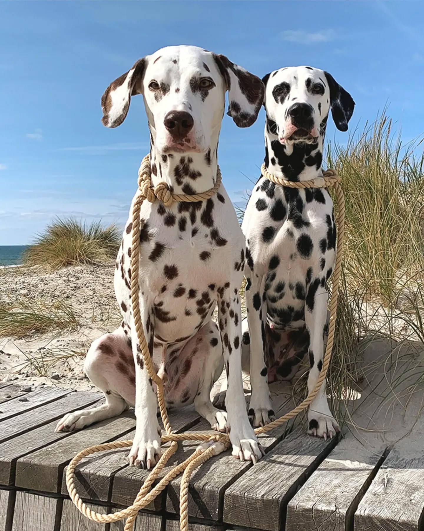 𝐄𝐢𝐧 𝐃𝐚𝐥𝐦𝐚𝐭𝐢𝐧𝐞𝐫 𝐤𝐨𝐦𝐦𝐭 𝐬𝐞𝐥𝐭𝐞𝐧 𝐚𝐥𝐥𝐞𝐢𝐧 😉
Henry & Jette im perfekten Nordsee-Look 🌊
Die beiden tragen unsere maritimen Retrieverleinen aus Tau – leicht, unkompliziert und besonders sandunempfindlich!
Danke für dieses tolle Kundenfoto ❤️
#dalmatiner #dalmatinerlove #mithundammeer #tauleinedesign #allesaustau