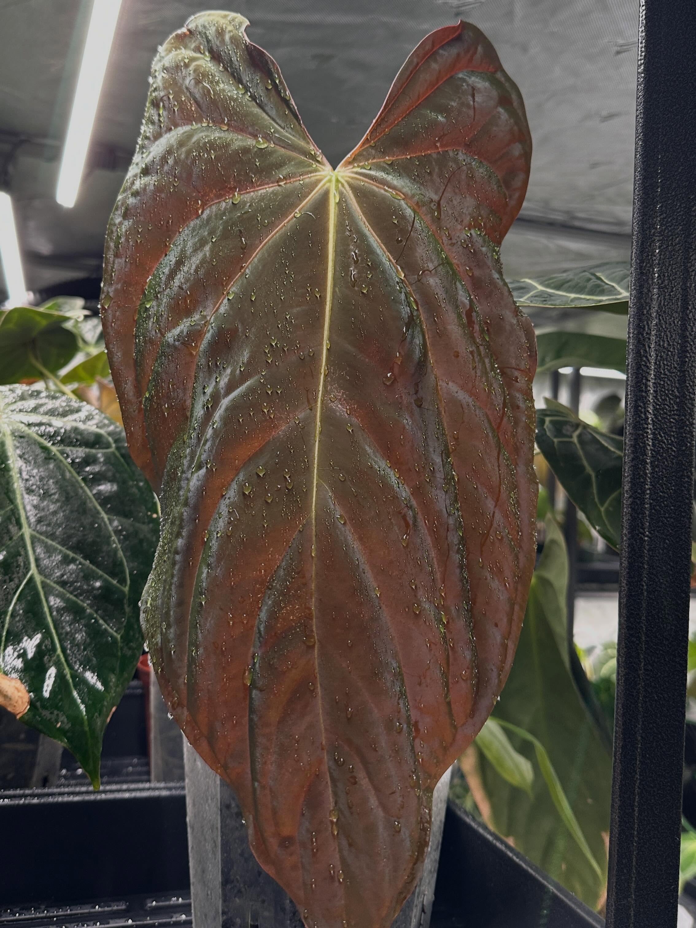 New Seedling release! Only 10 available!
(Wu Pap x Antolakii) x Pap 8x5
$15 each plus shipping
US only
If international shipping, you must handle all exporting. Please contact Sarah with @botanophile for availability.
#anthurium #anthuriumpapillilaminum #anthuriumseedlings #anthuriumantolakii #anthuriumbvep