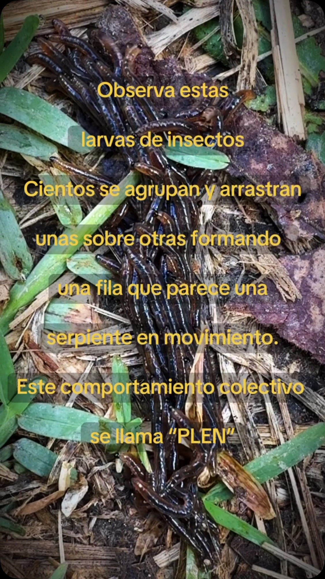 ¿Conoces este comportamiento colectivo de las larvas de mosca?
#plen #larvas #oxapampa #elpalmeral_oxapampa