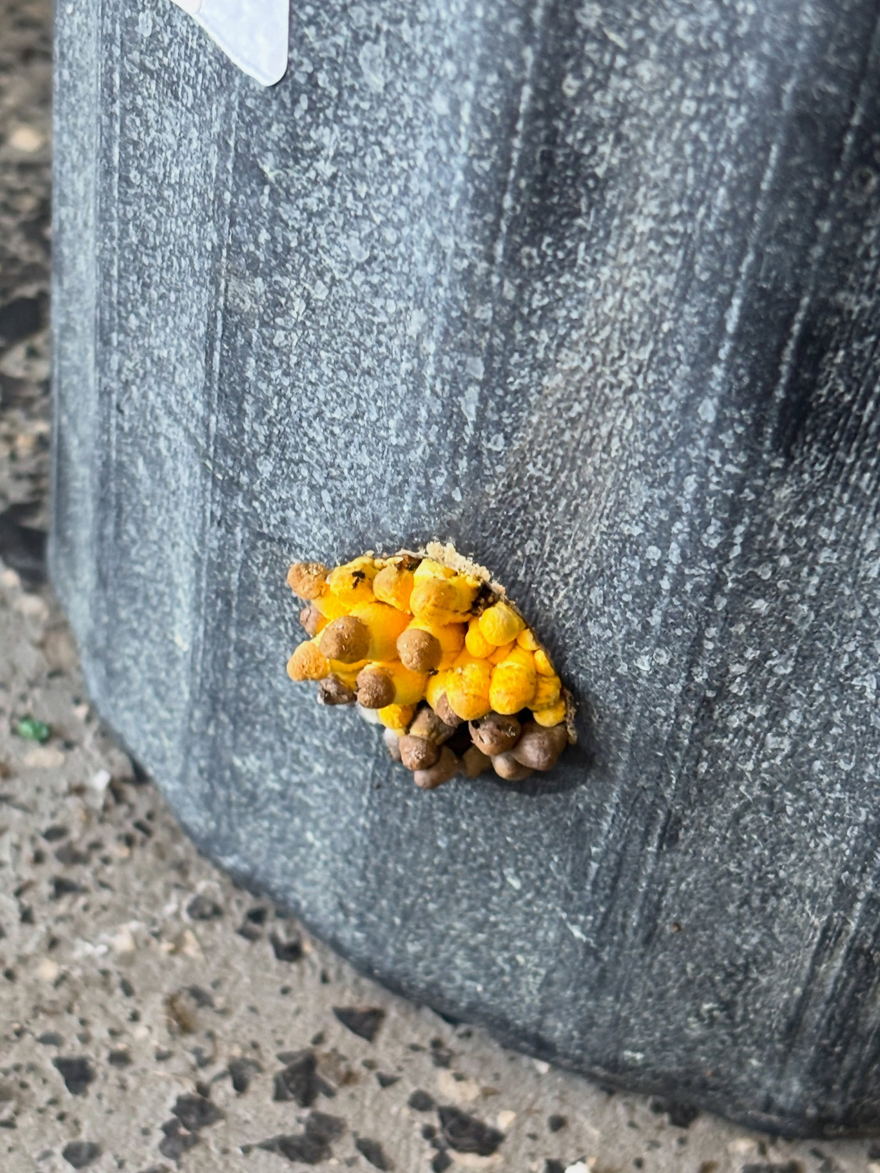 🍄 Did you know fungi are one of nature’s best helpers? Healthy fungi in soil create a network that helps plant roots absorb water and nutrients more efficiently, leading to stronger growth and healthier houseplants. They also help improve soil structure and support a thriving root system. A little fungi in your soil is a sign that your plant’s ecosystem is hard at work! 🌿✨
#HouseplantTips #PlantCare #HealthySoil #PlantParent #houseplants